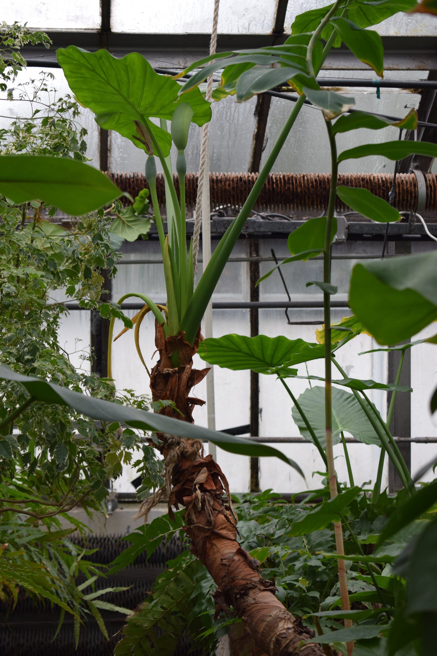 Alocasia skötsel