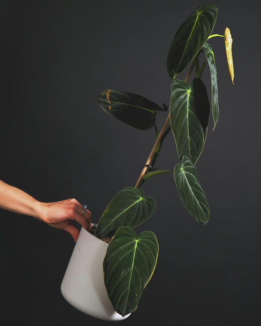 Philodendron melanochrysum