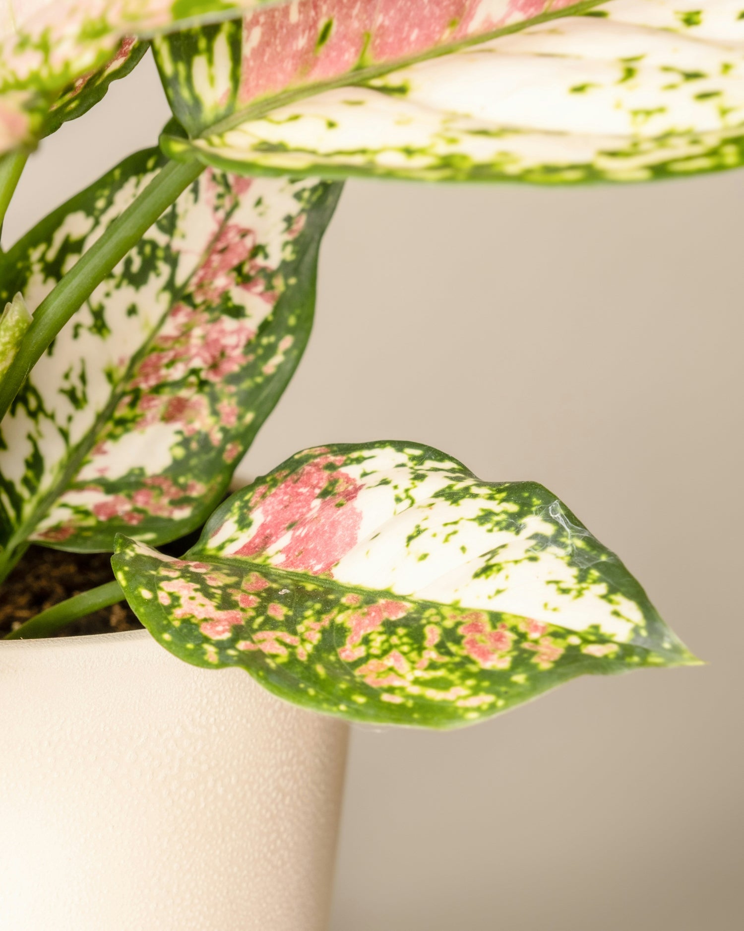 Silverkalla skötselråd aglaonema red zircon
