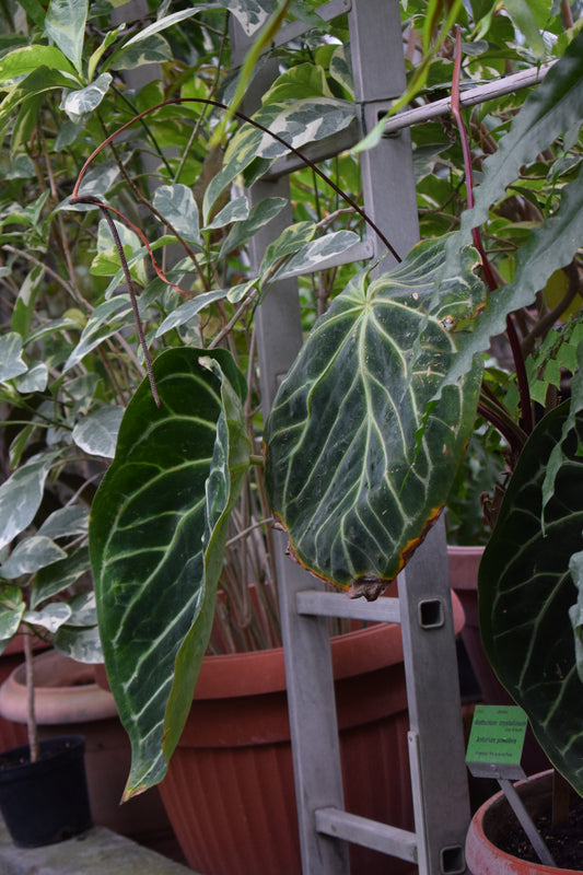 Anthurium skötsel