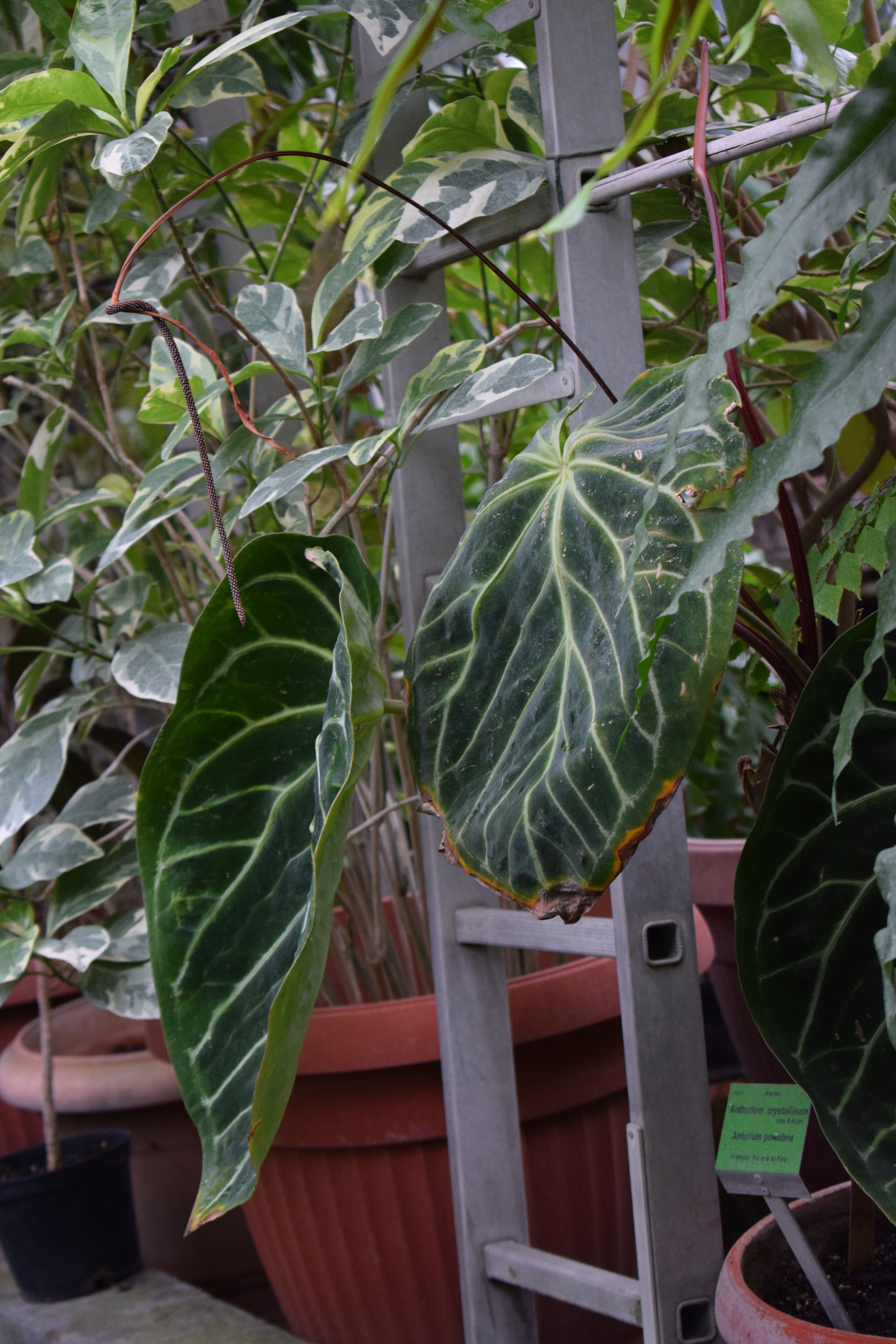 Anthurienpflege | Wie pflegt man eine Anthurie? | Pflanzen online   Ormbunker