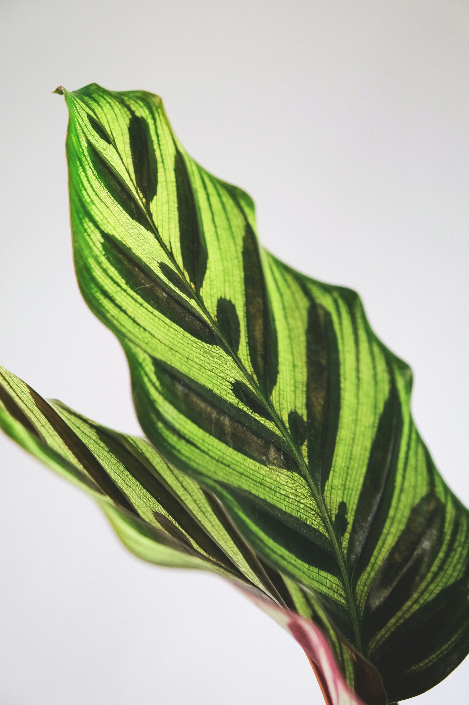 Calathea makoyana påfågelsblad