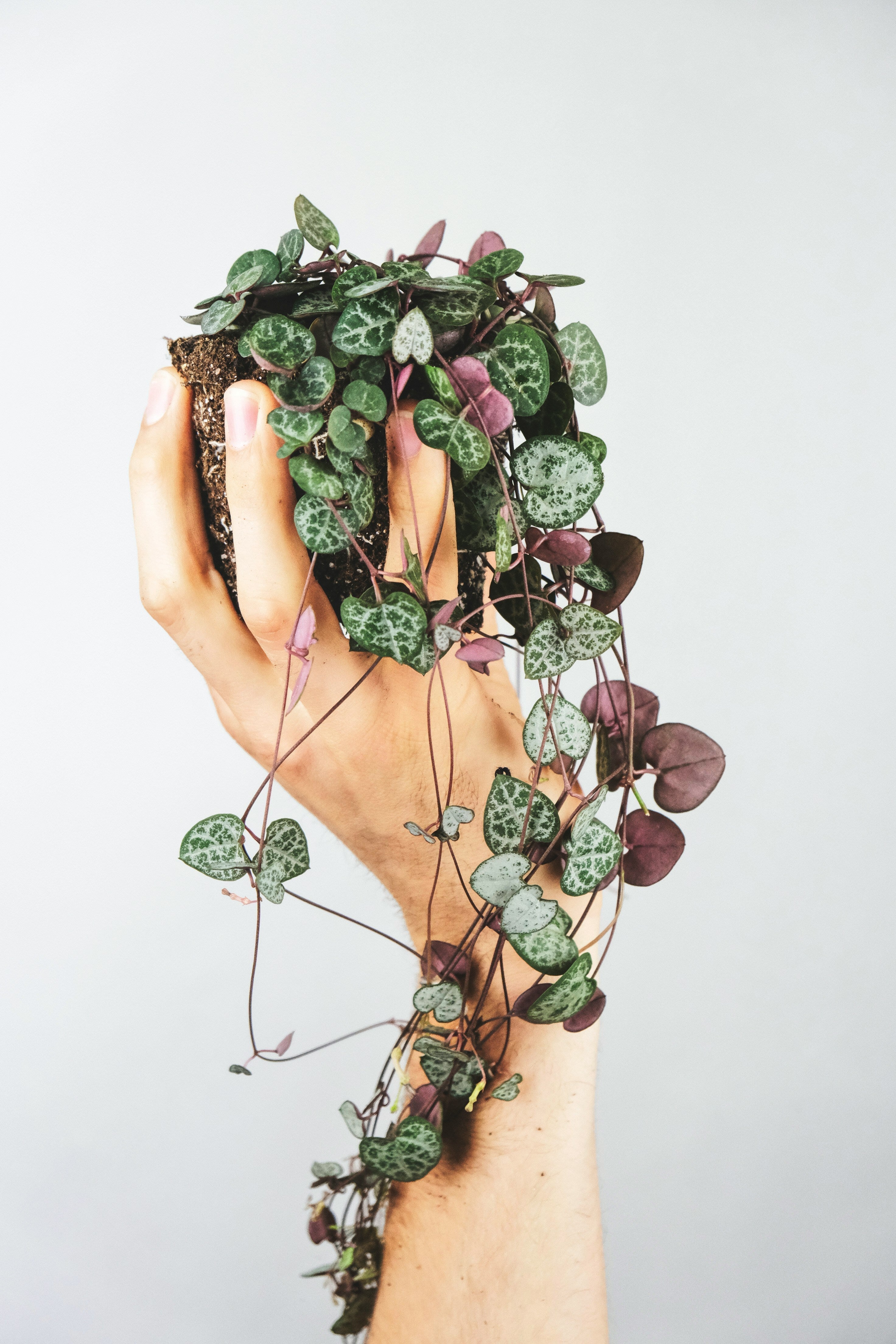 String of hearts care | Expert guide for 2026 | Easy care