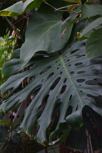 Monstera deliciosa Pflege | 8 Tipps fr groe, gelappte Bltter  Ormbunker