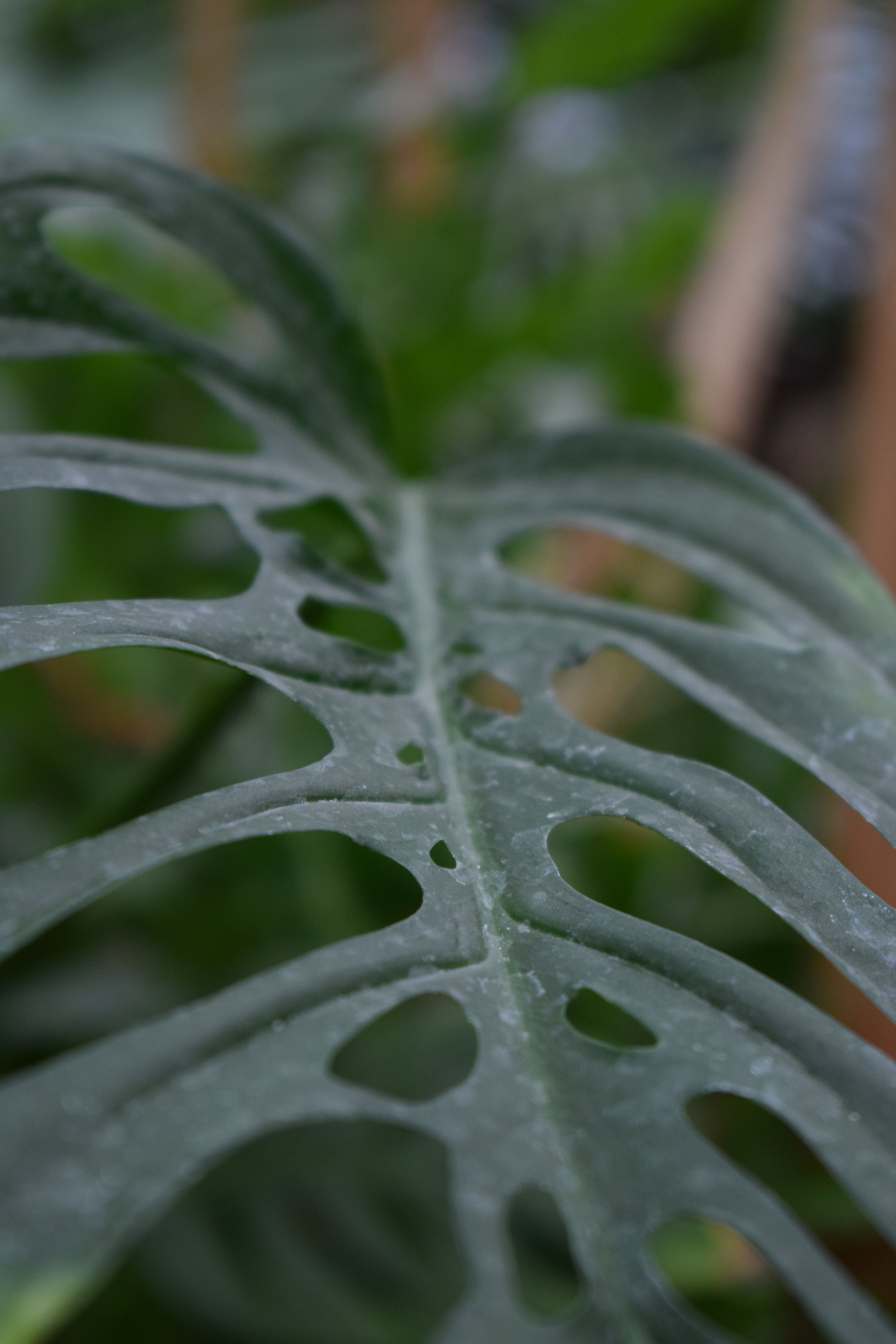 monstera deliciosa small Monstera