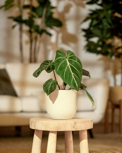 philodendron gloriosum skötsel