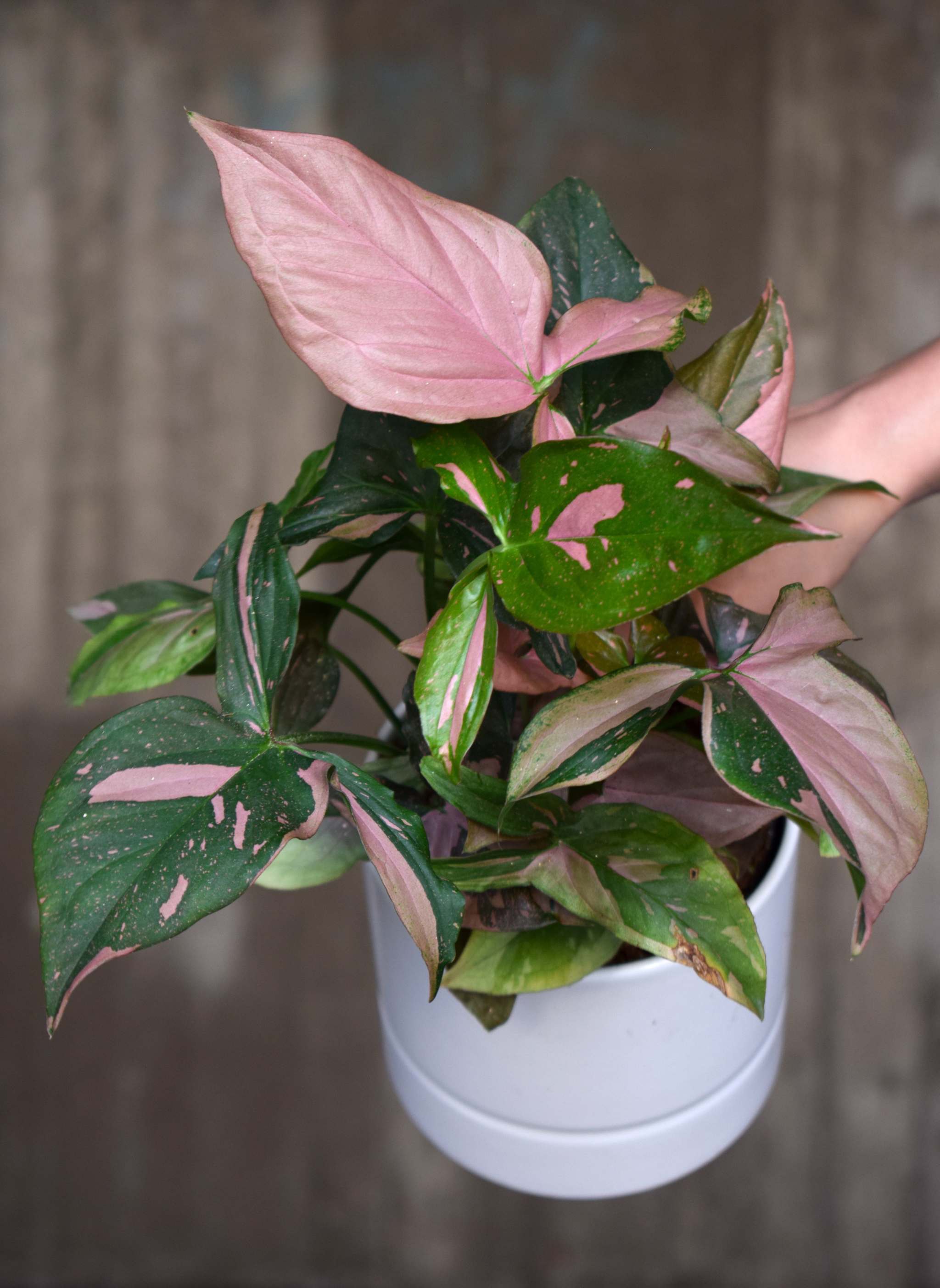 Syngonium | Expert Care Guide 2026 | Houseplants Online  Ormbunker