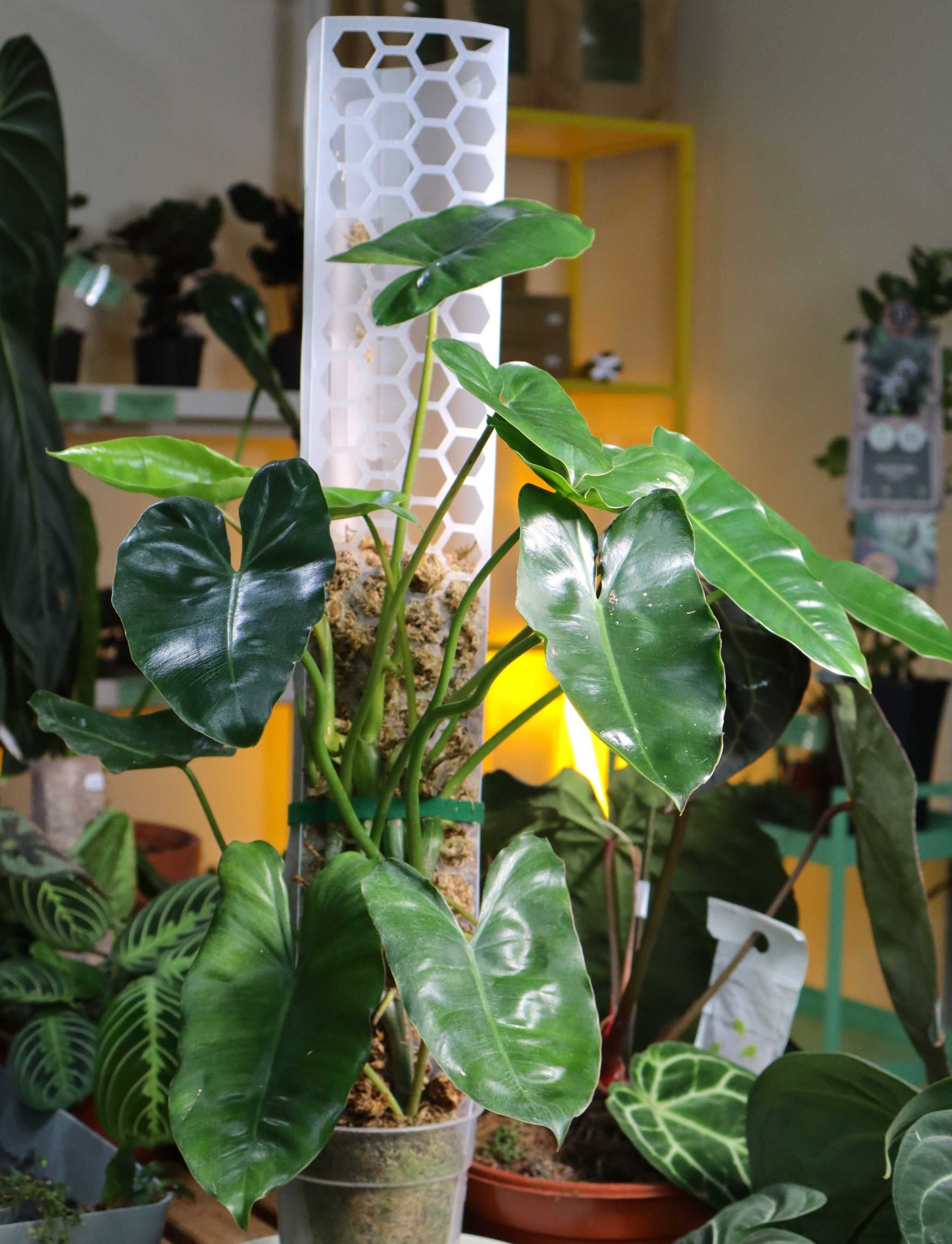 Moss Poles For Sale | Buy Moss Poles for Climbing Plants Online