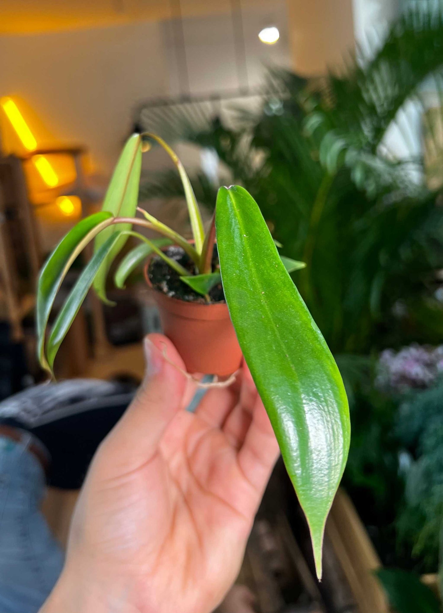 Philodendron joepii