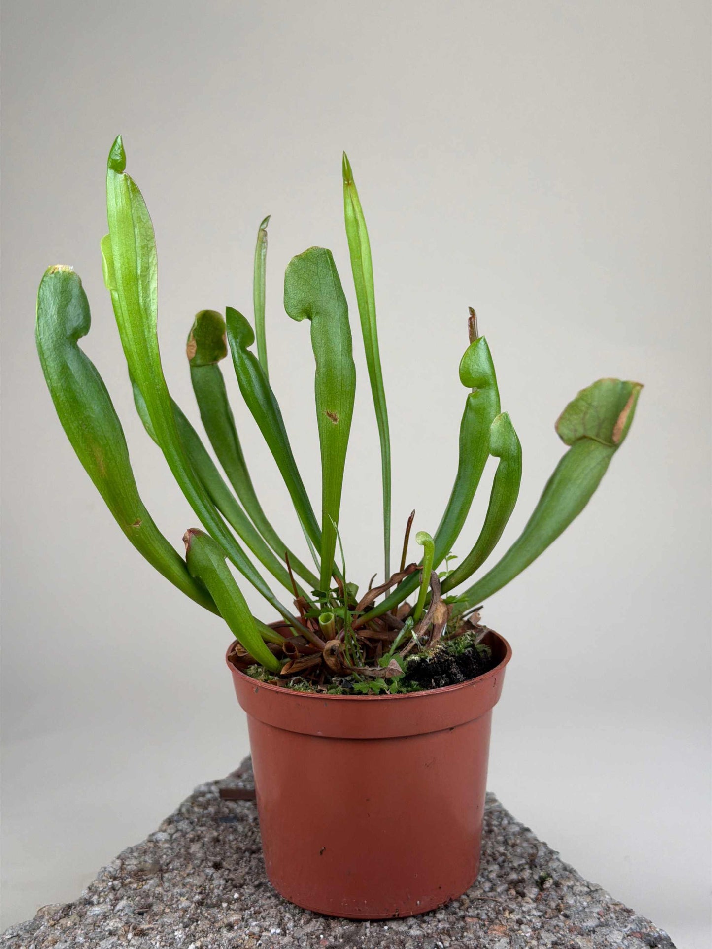 Sarracenia 'vogel'