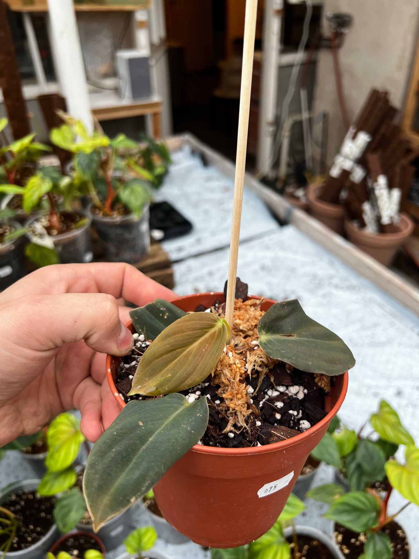 Philodendron gigas