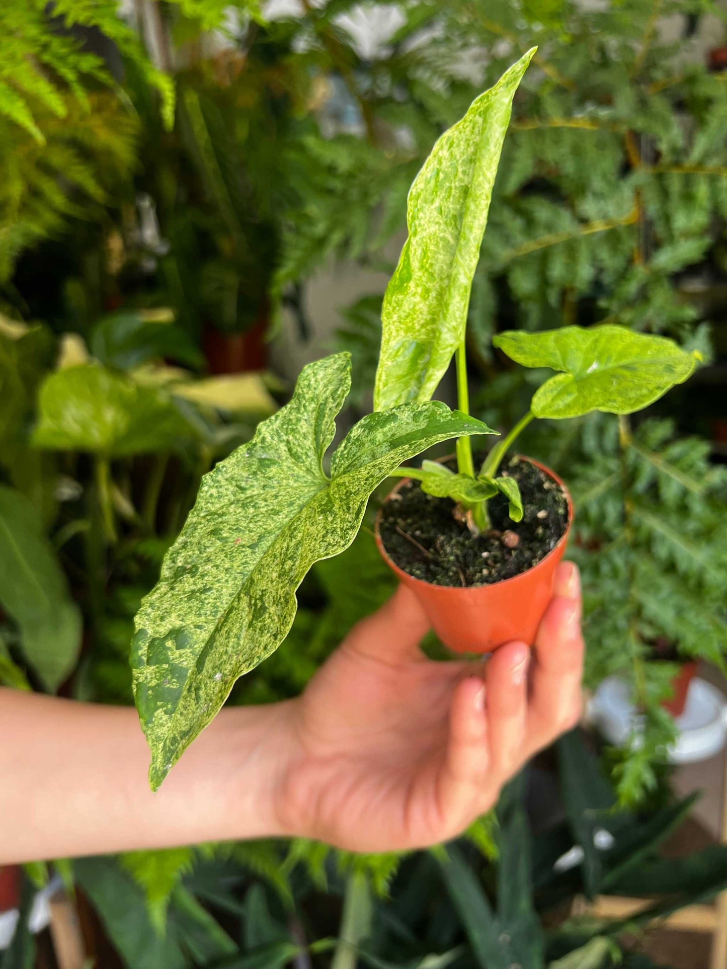 Syngonium podophyllum 'Mottled'