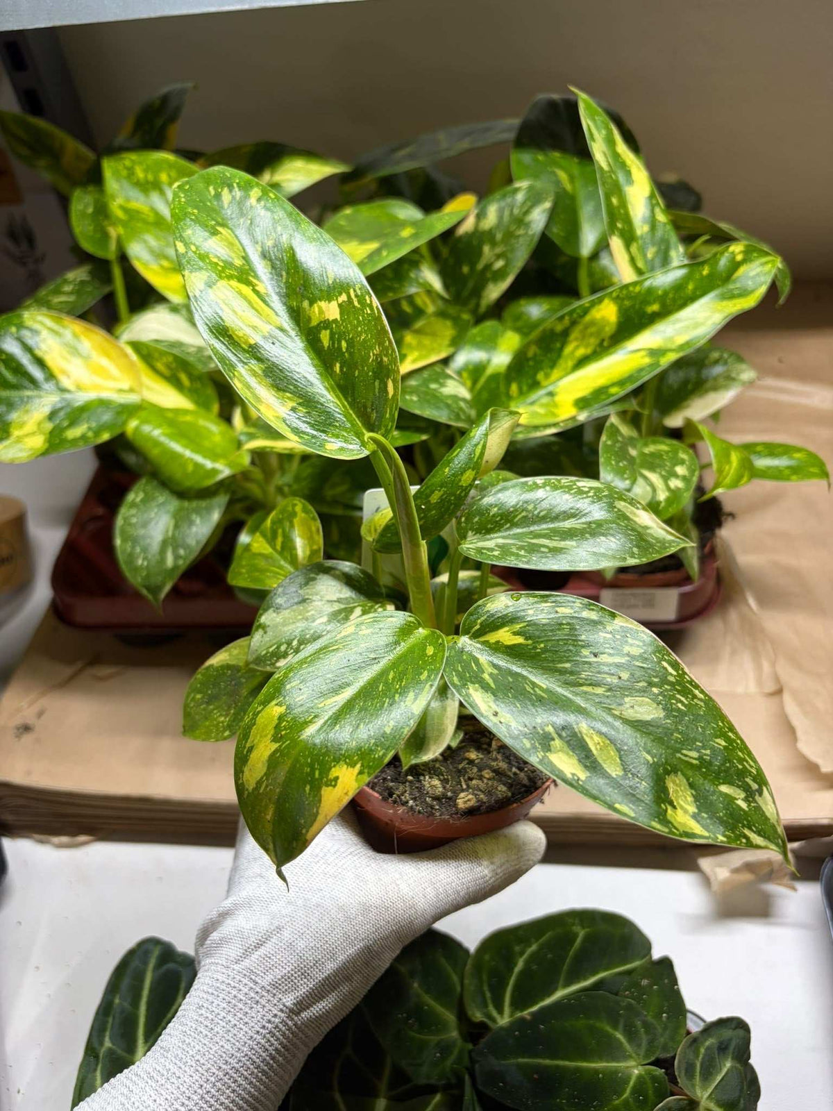 Philodendron 'Green Congo' Variegata