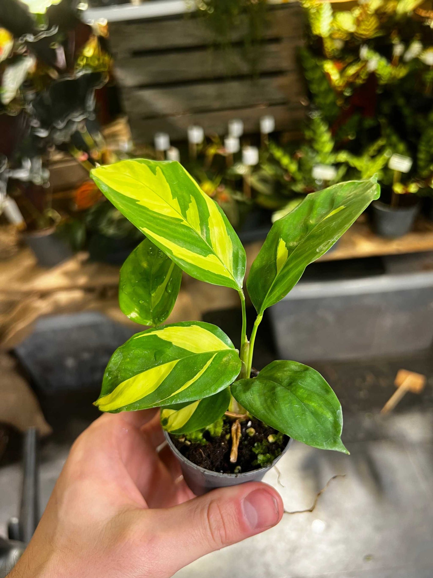 Ctenanthe Pilosa Golden Mosaic example of plant