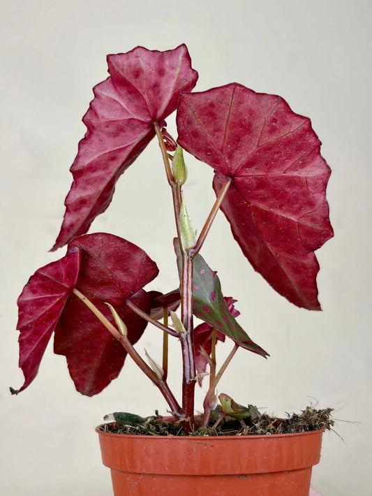 Begonia amphioxus × malachosticta