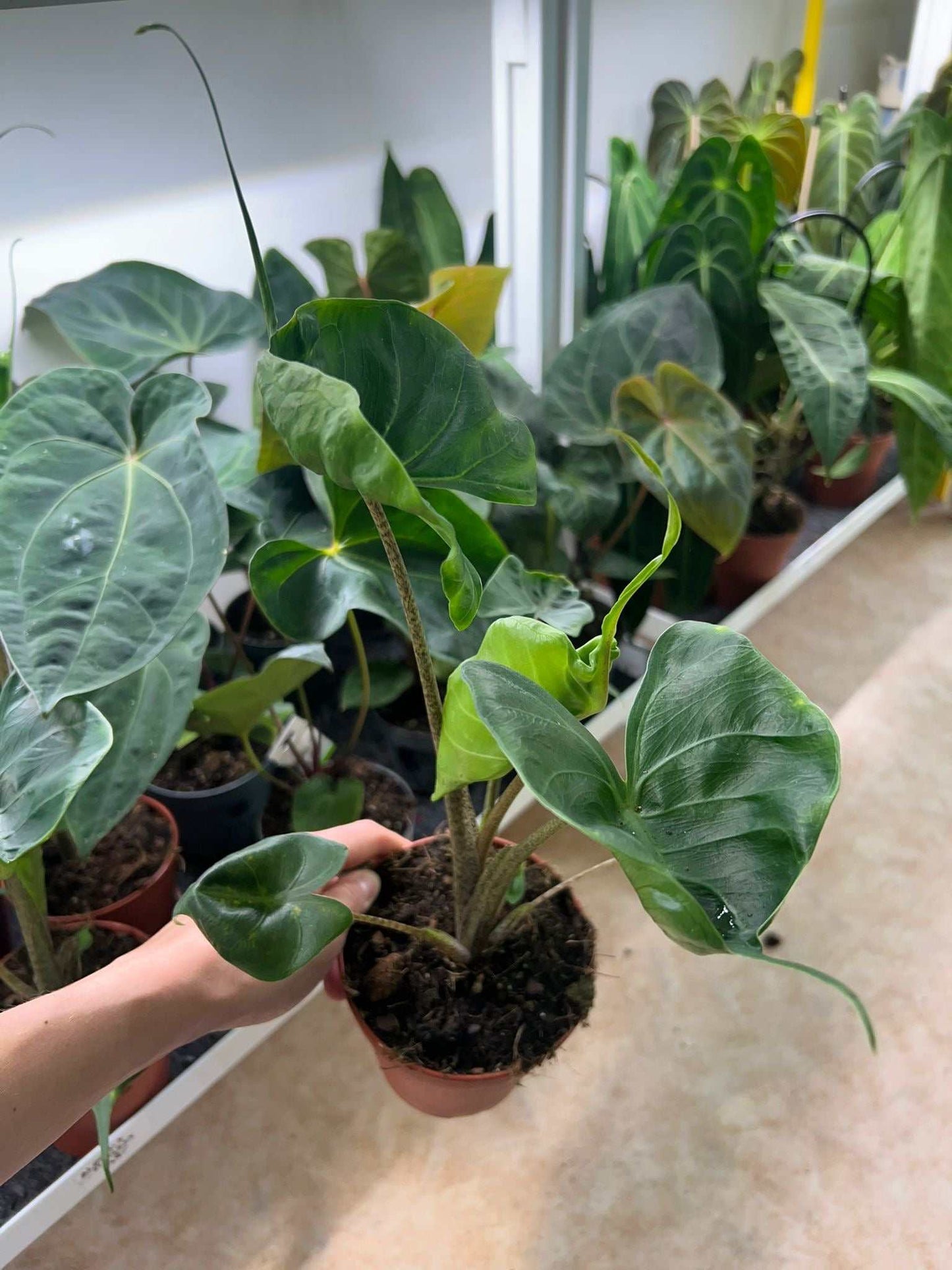 Alocasia macrorrhiza 'Stingray'