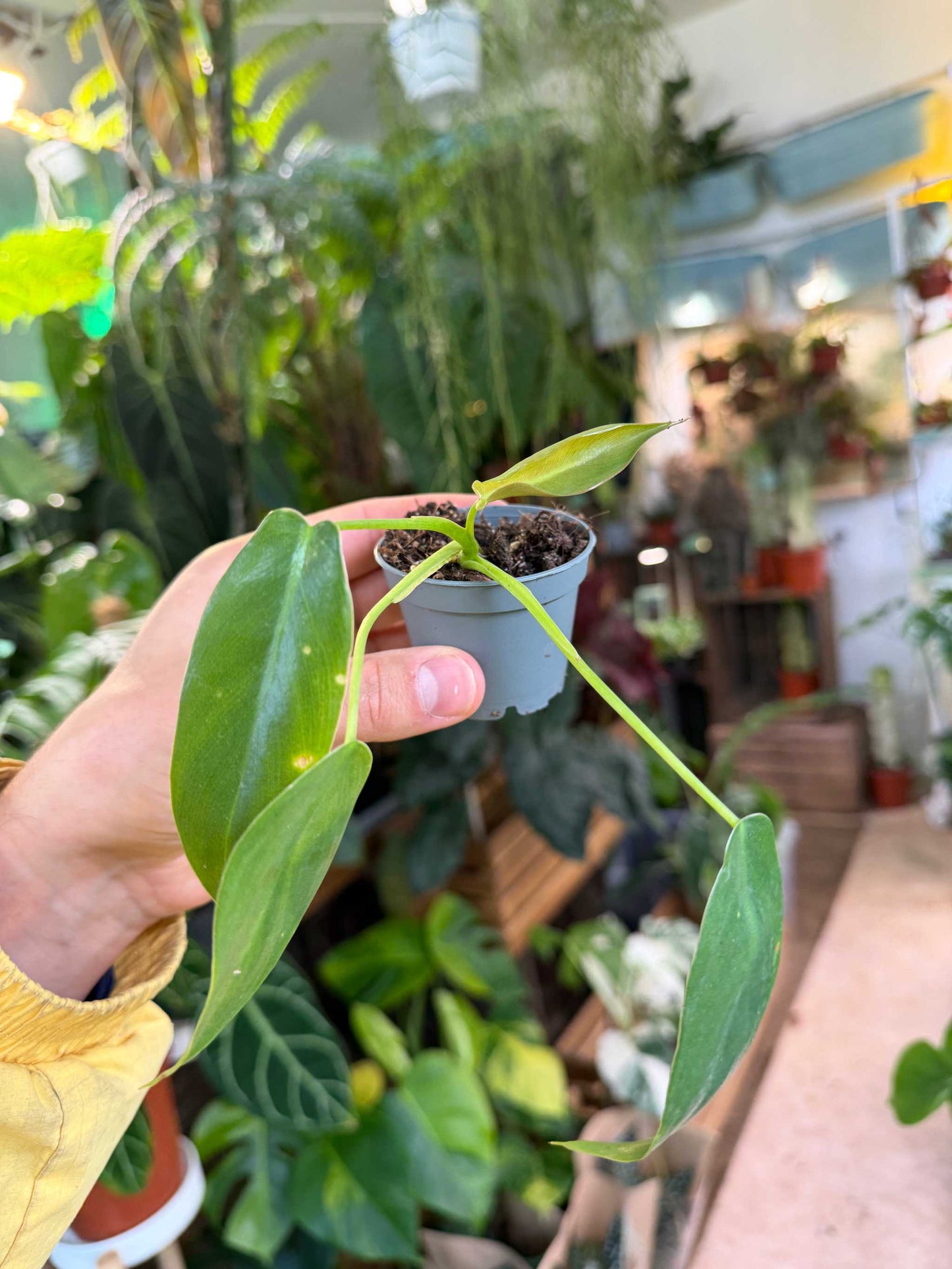 Philodendron spiritus-sancti