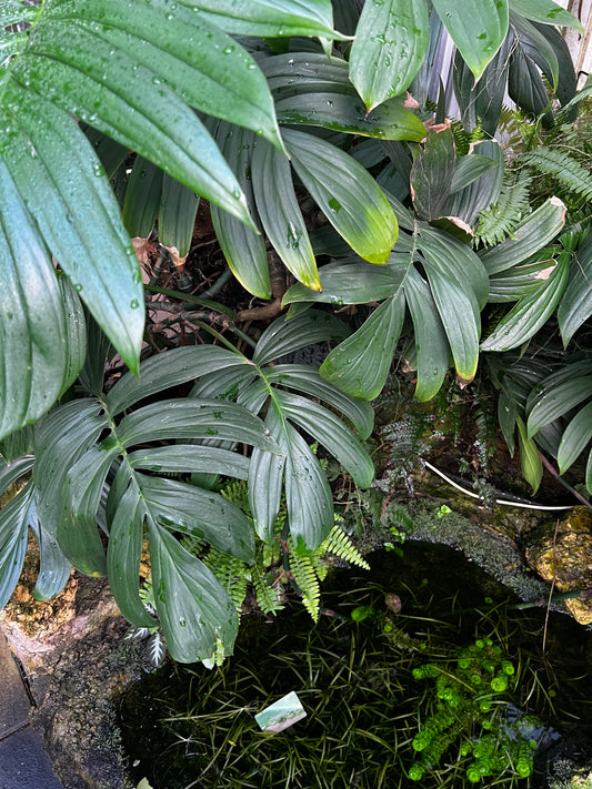 Epipremnum pinnatum 'Cebu Blue'