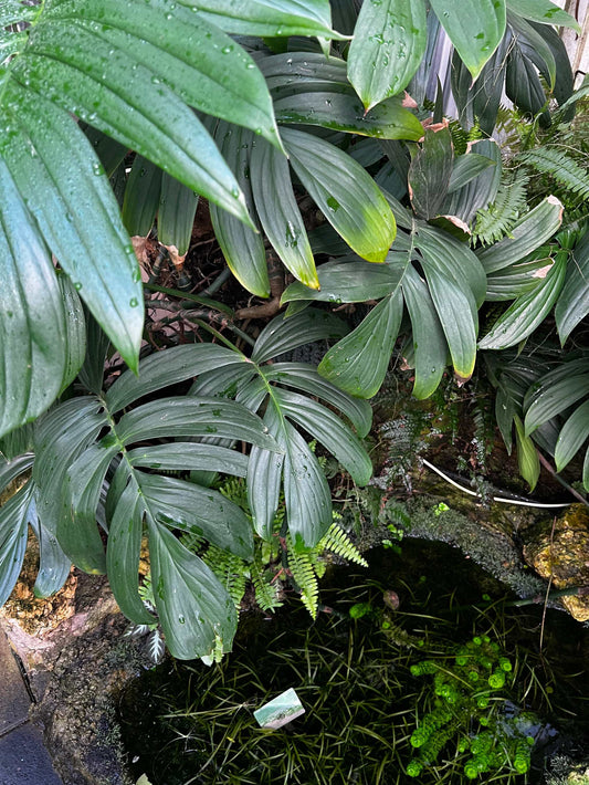Epipremnum pinnatum 'cebu blue'