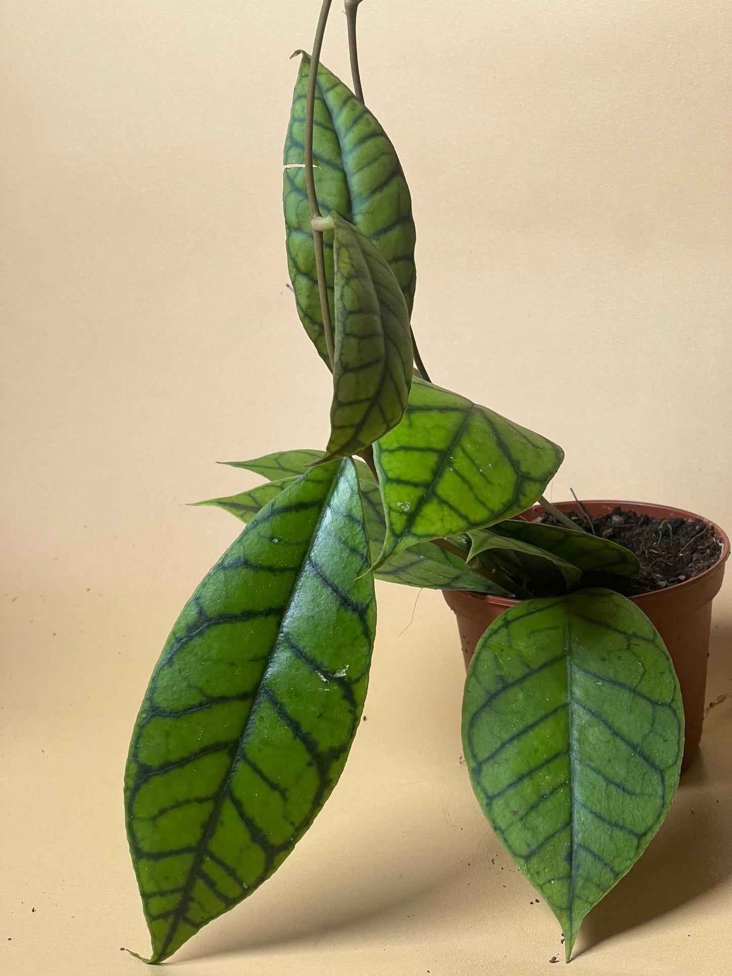 Hoya callistophylla