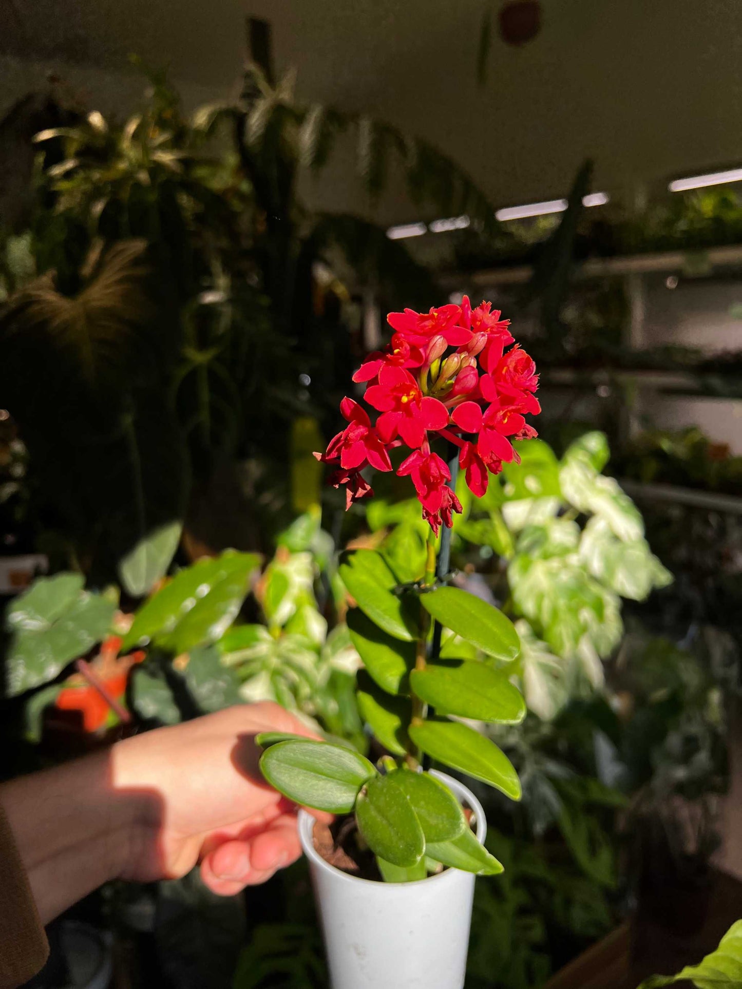 Epidendrum 'Ballerina'