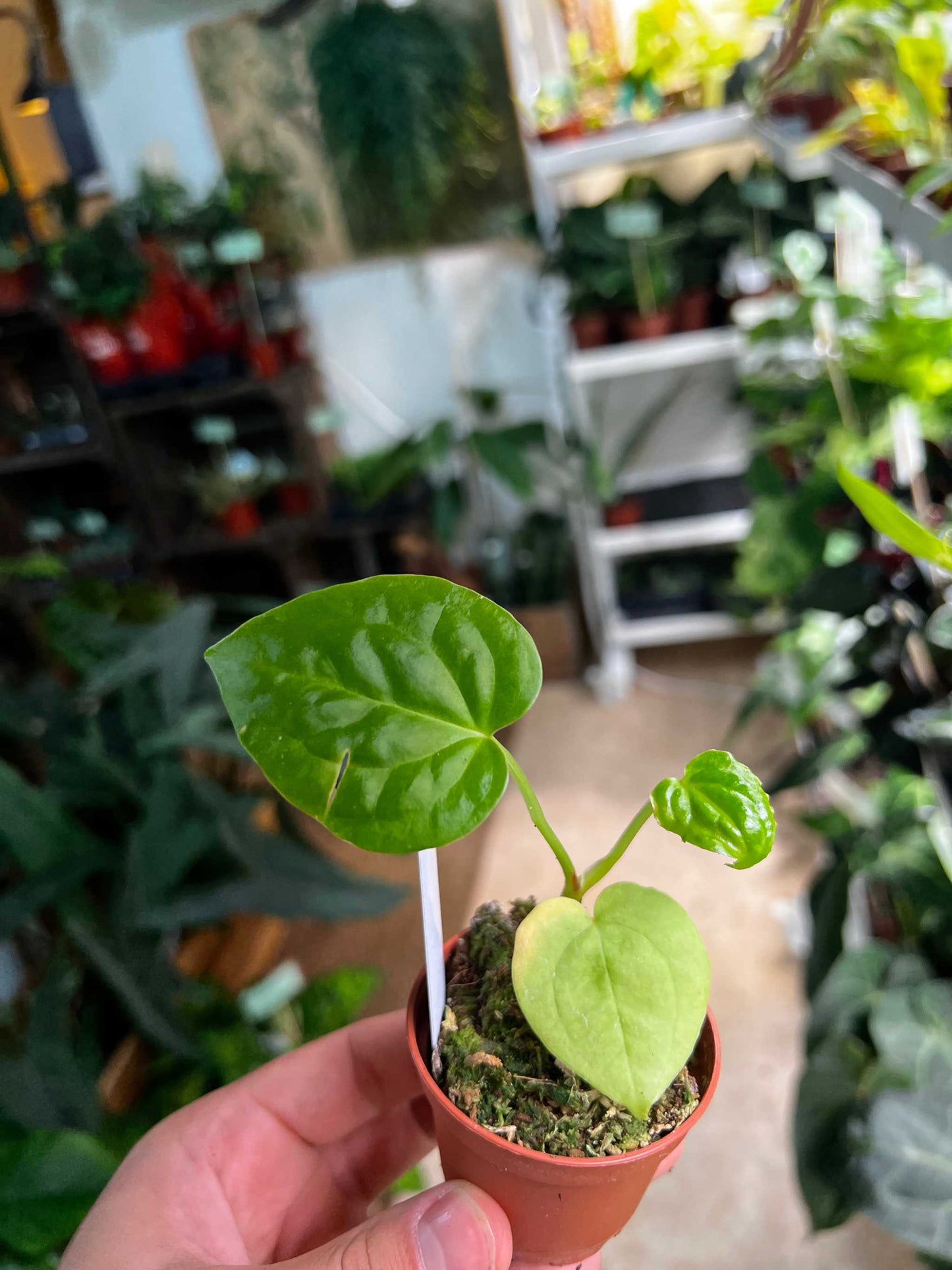 Anthurium Magnificum X Luxurians