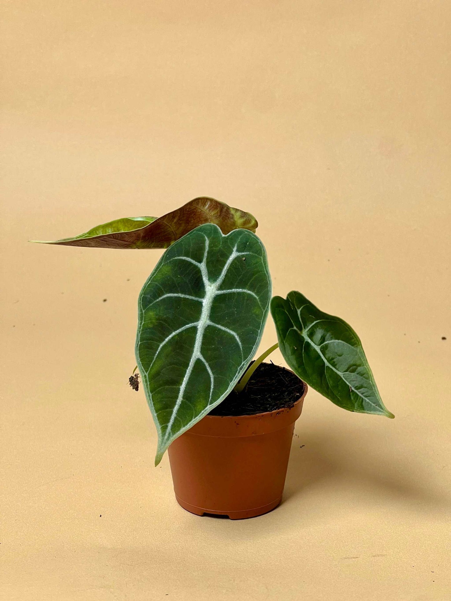 Alocasia 'watsoniana'