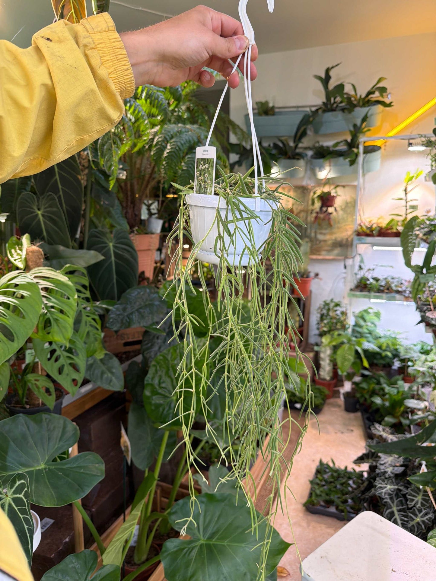 Hoya linearis