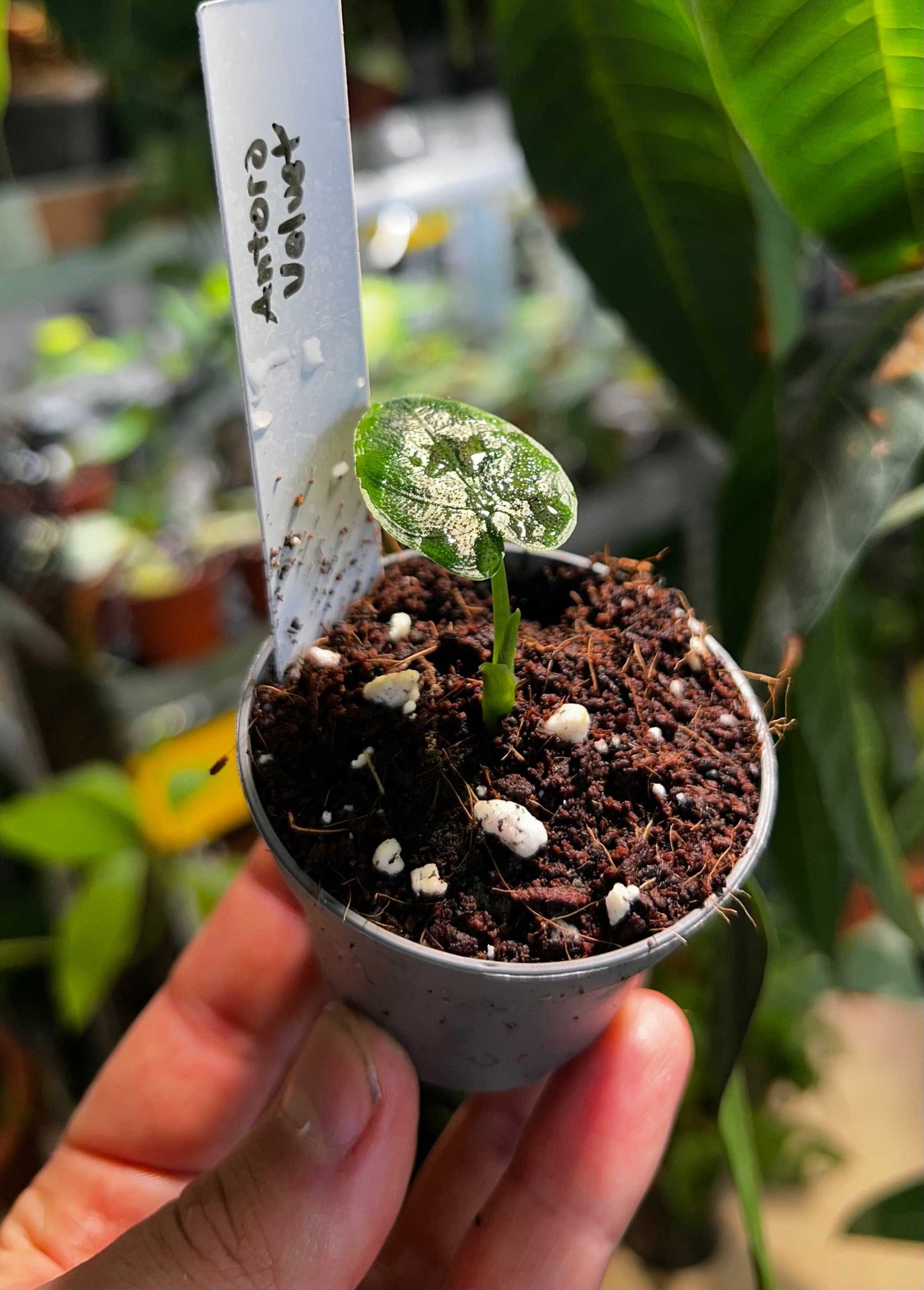 Alocasia chienlii 'Antoro Velvet'