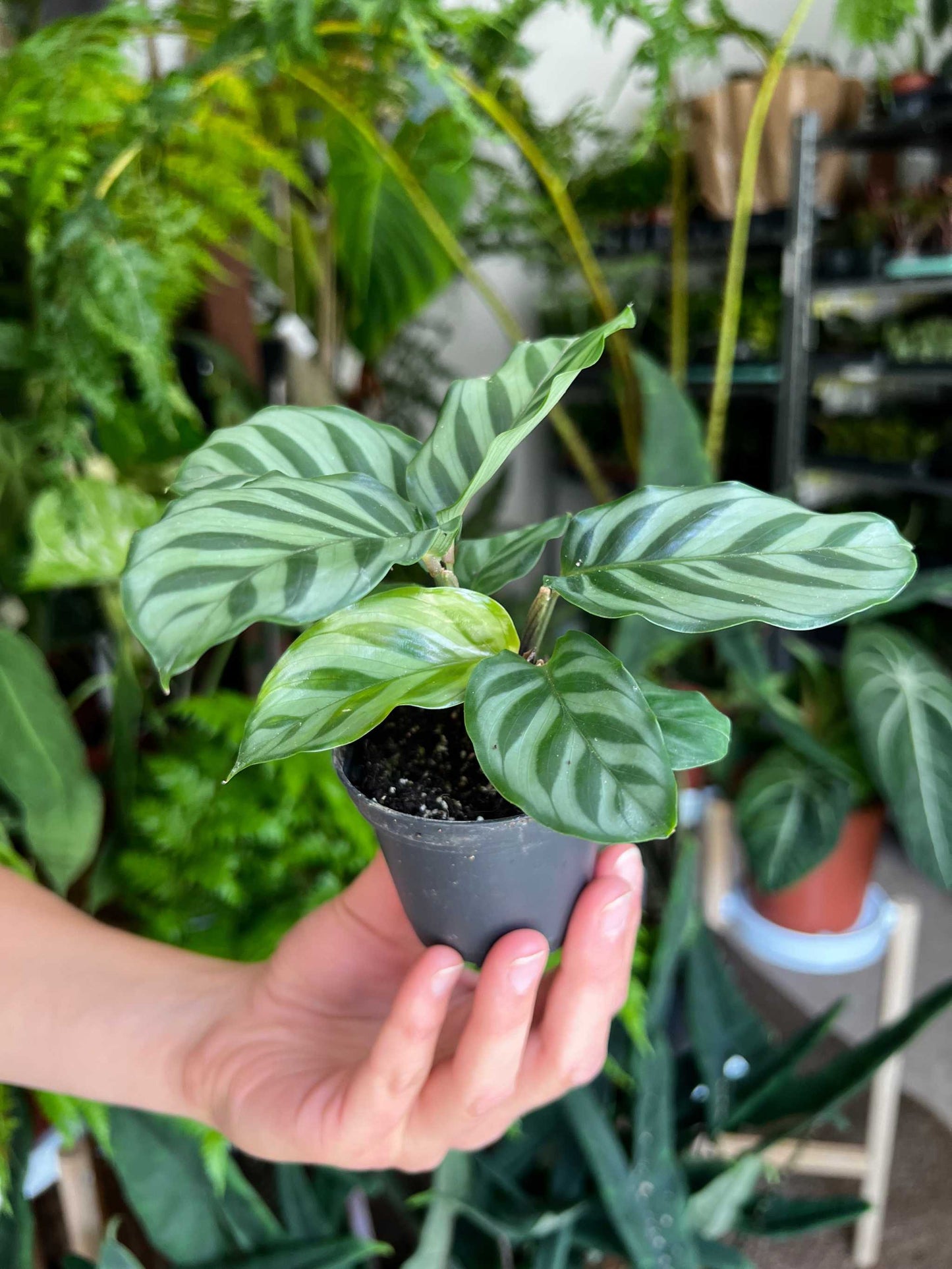 Calathea 'freddie' (goeppertia concinna)