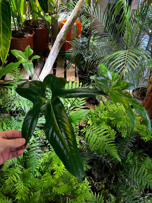 Anthurium pedatum in the store