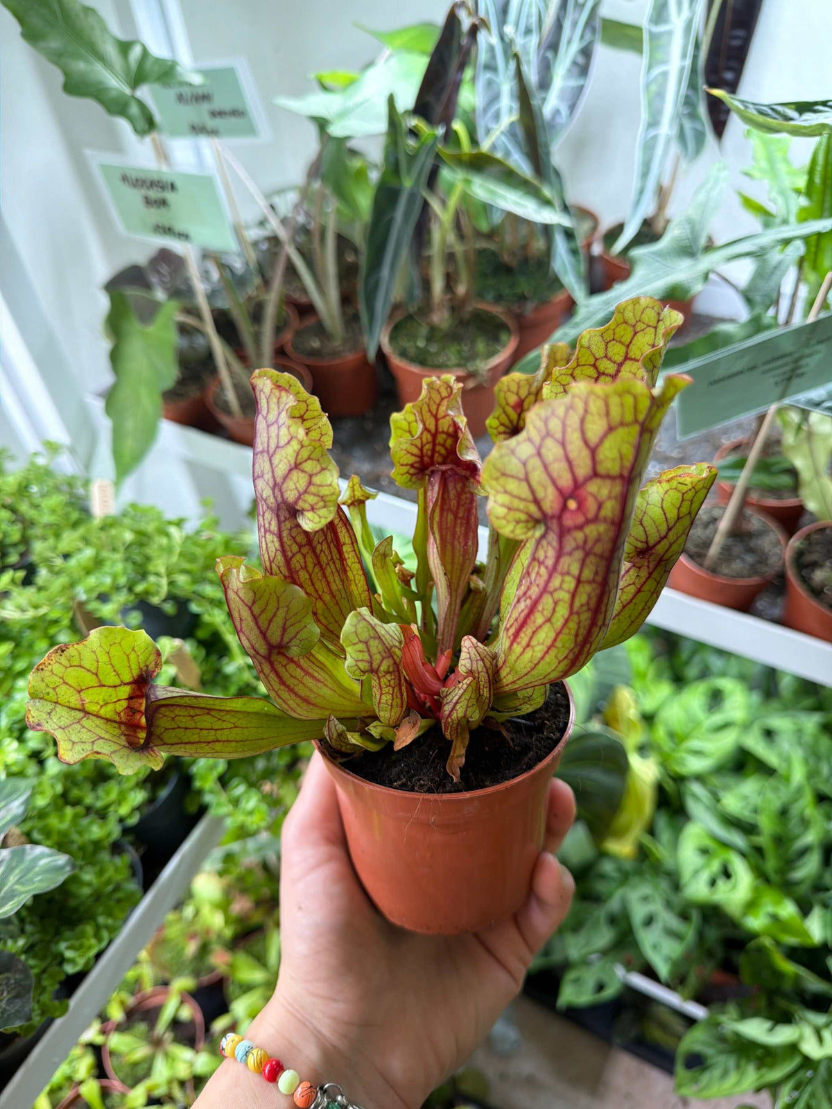 Sarracenia ‚Mitch’
