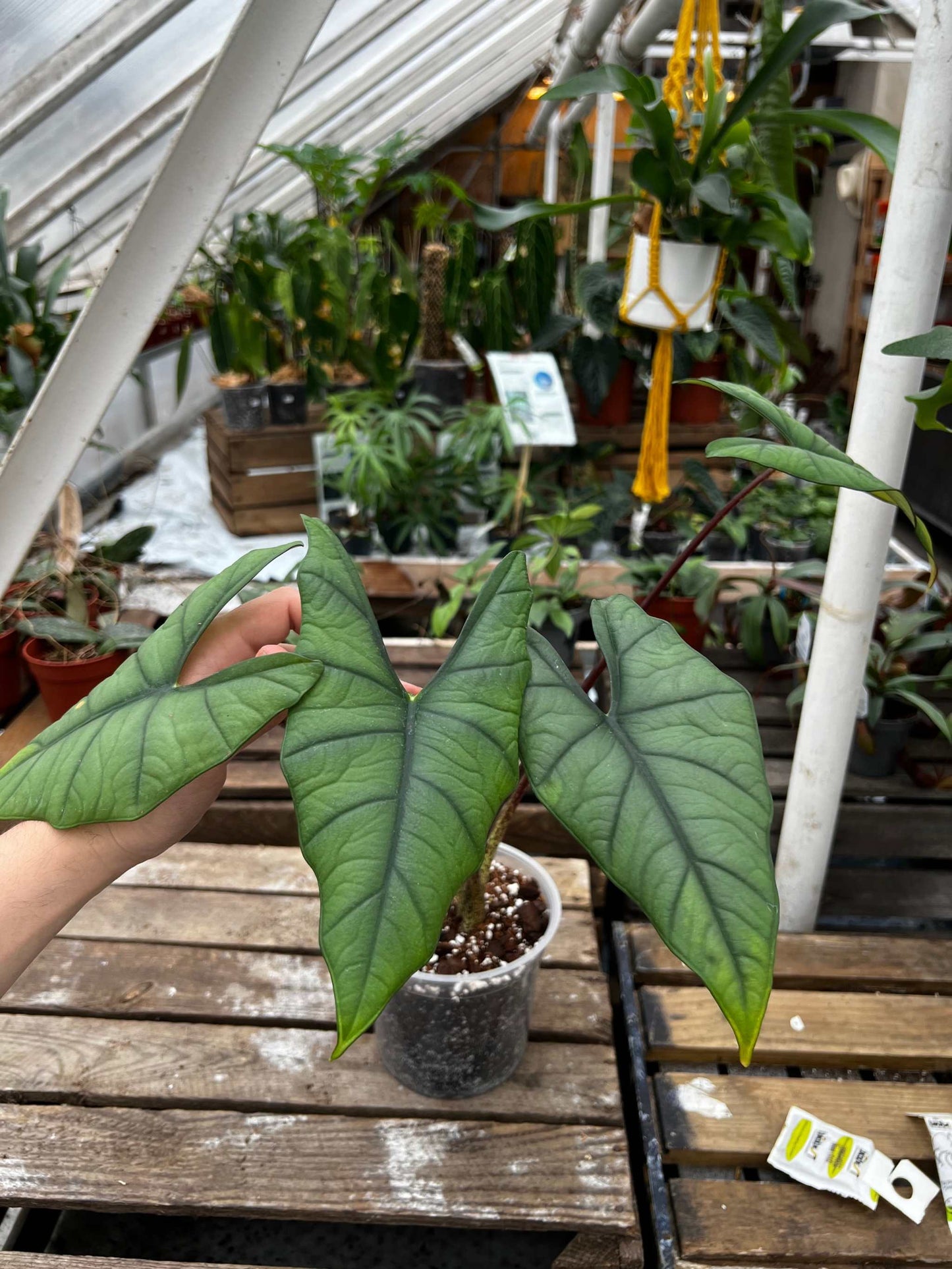 Alocasia bisma 'Silver'