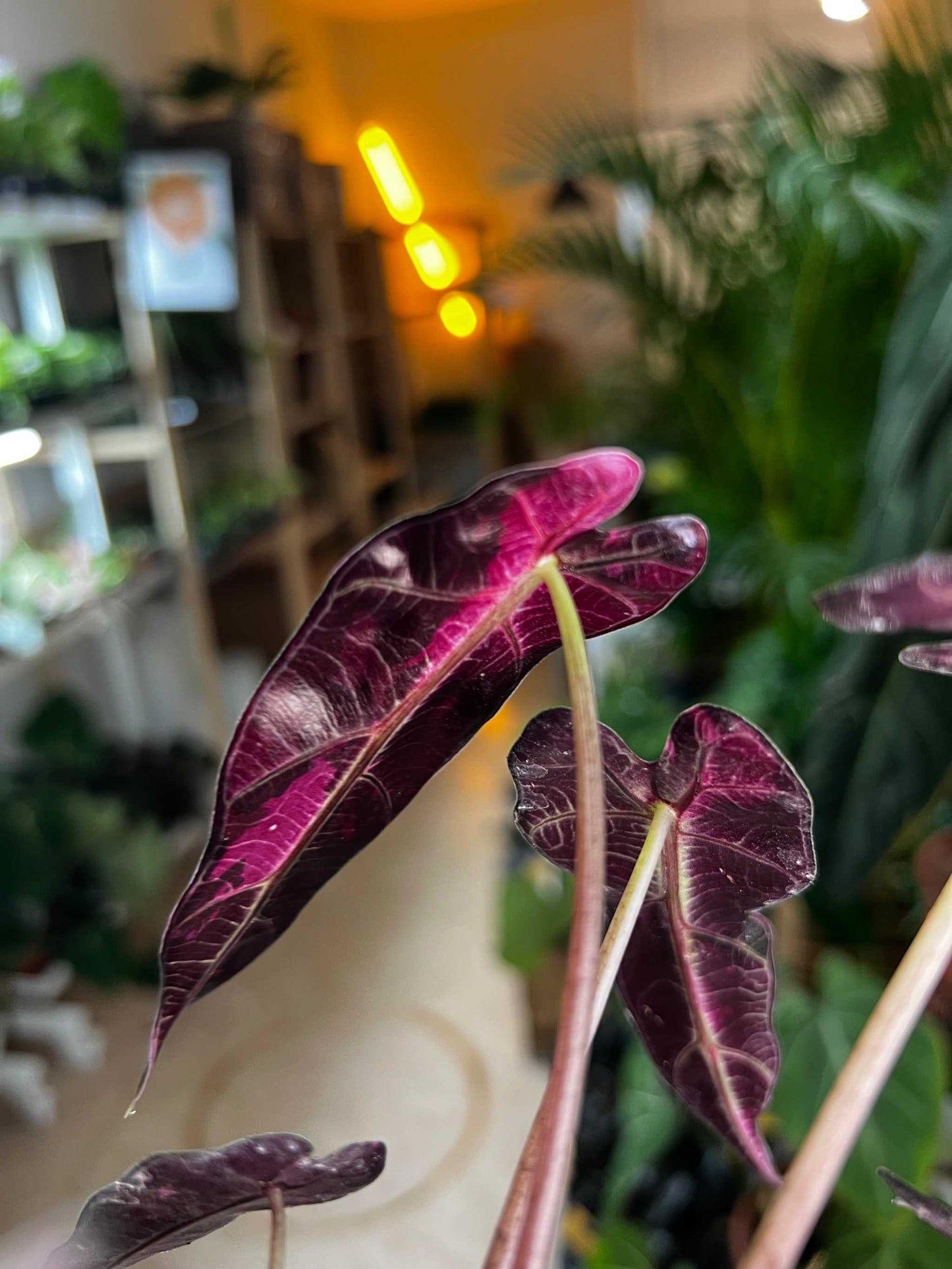 Alocasia bambino pink variegata