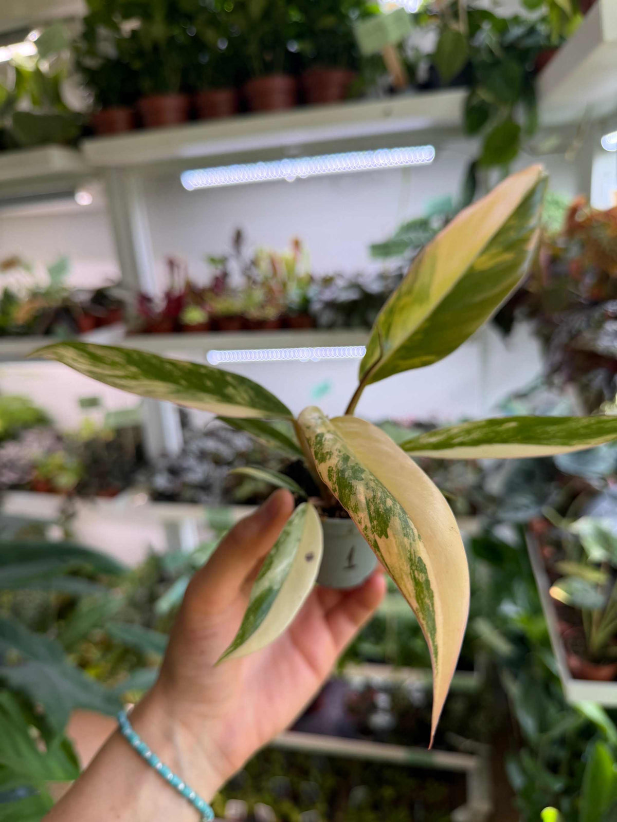 Philodendron Caramel Marble
