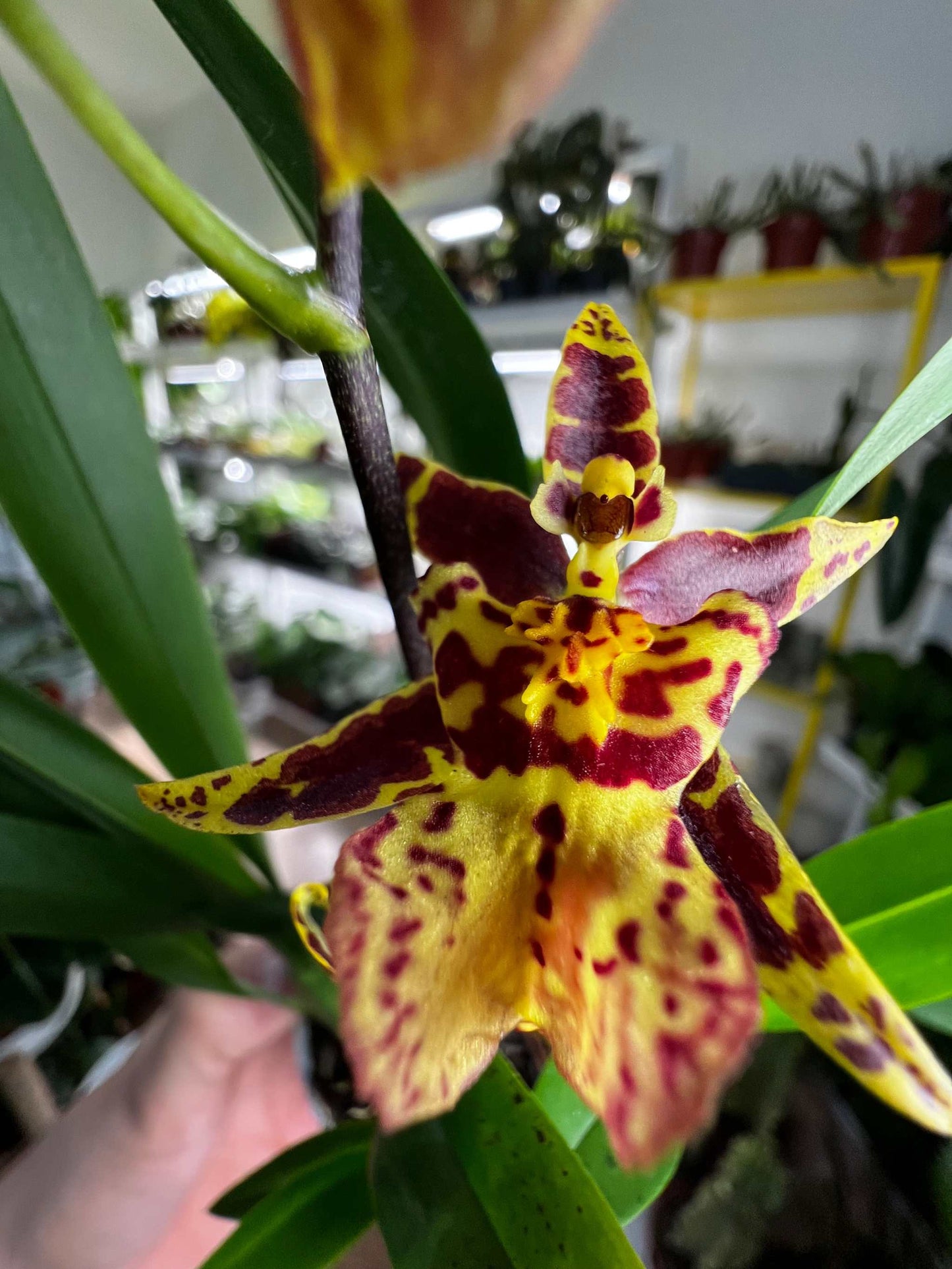Oncidium Orchidee