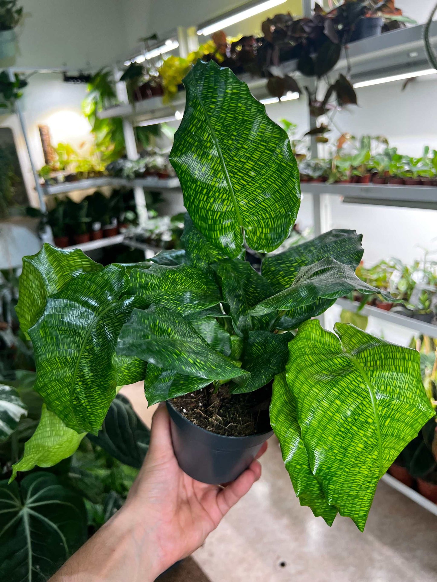 Calathea musaica 'Network'
