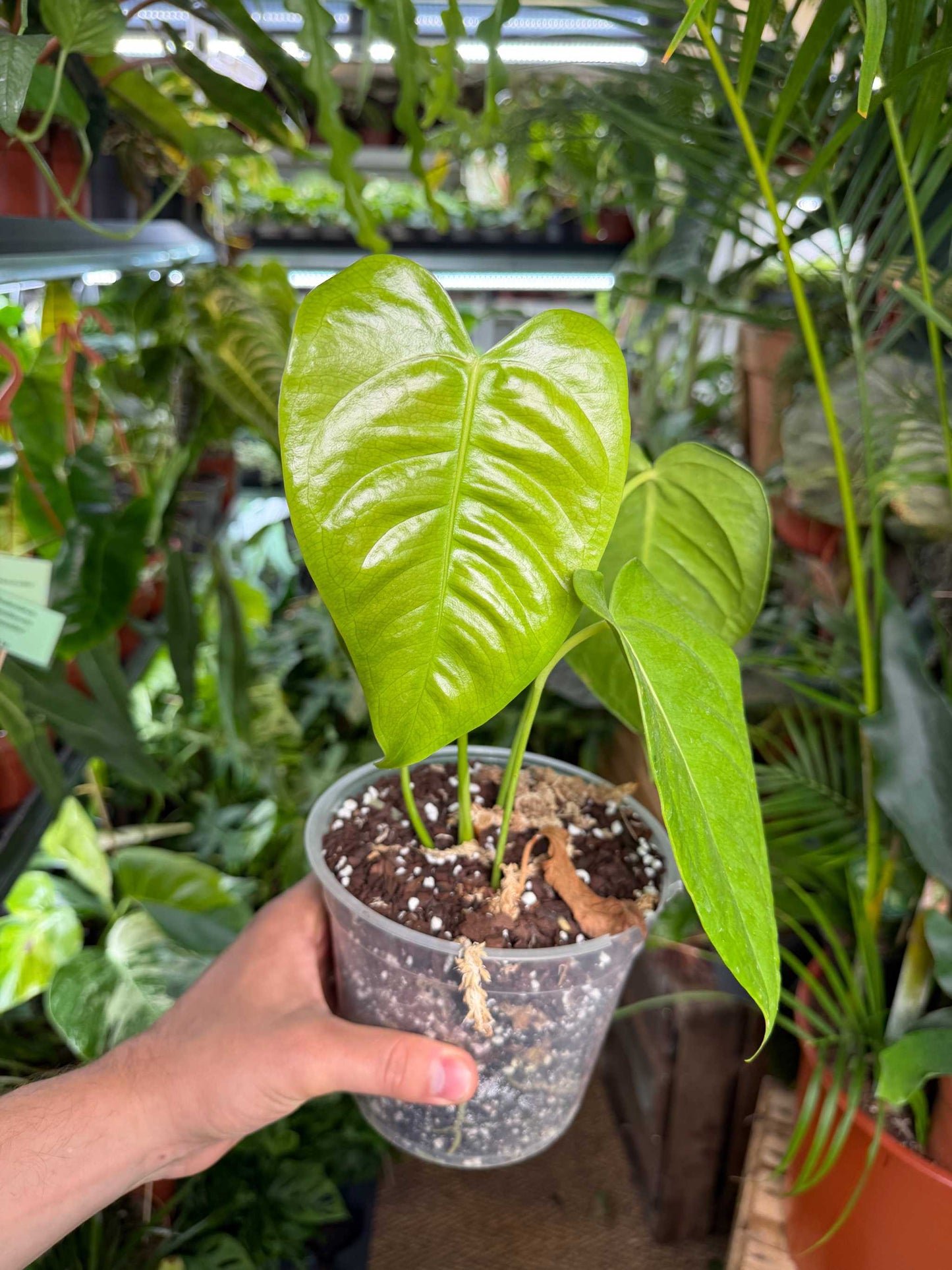 Anthurium veitchii