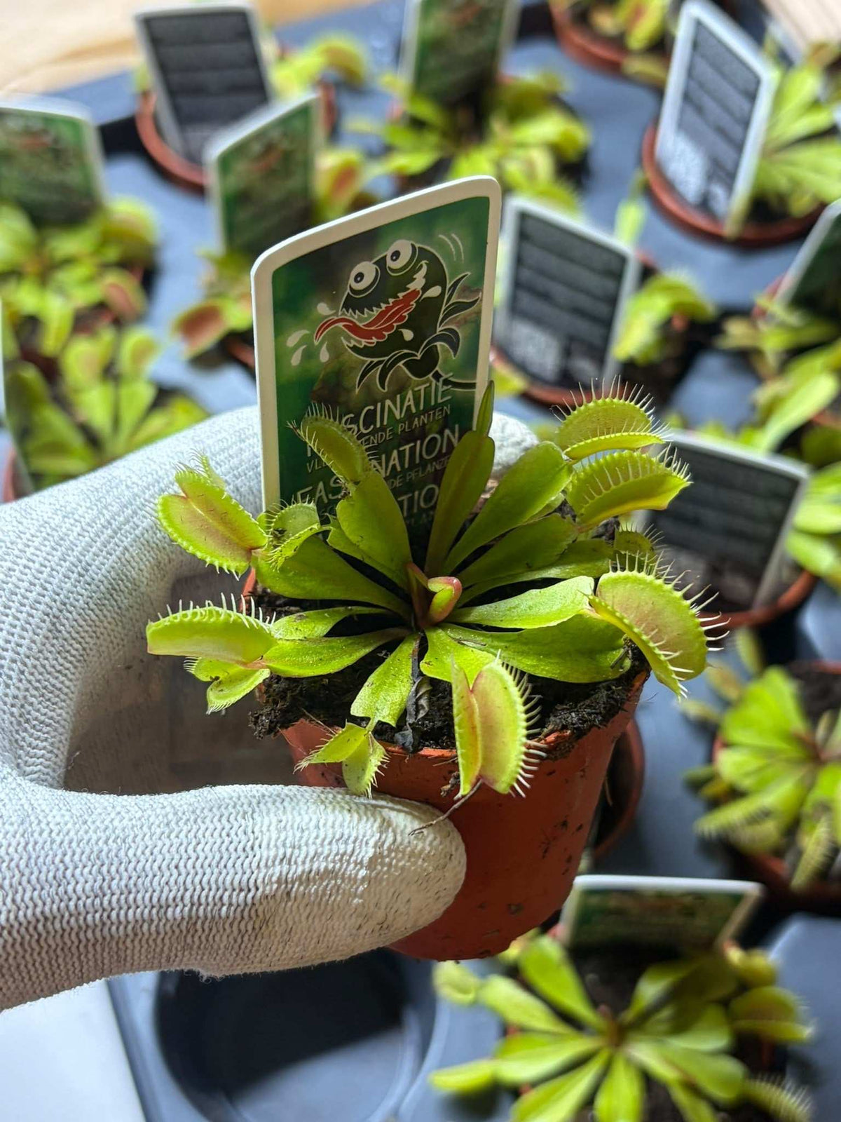 Dionaea muscipula 'Venus Flytrap'