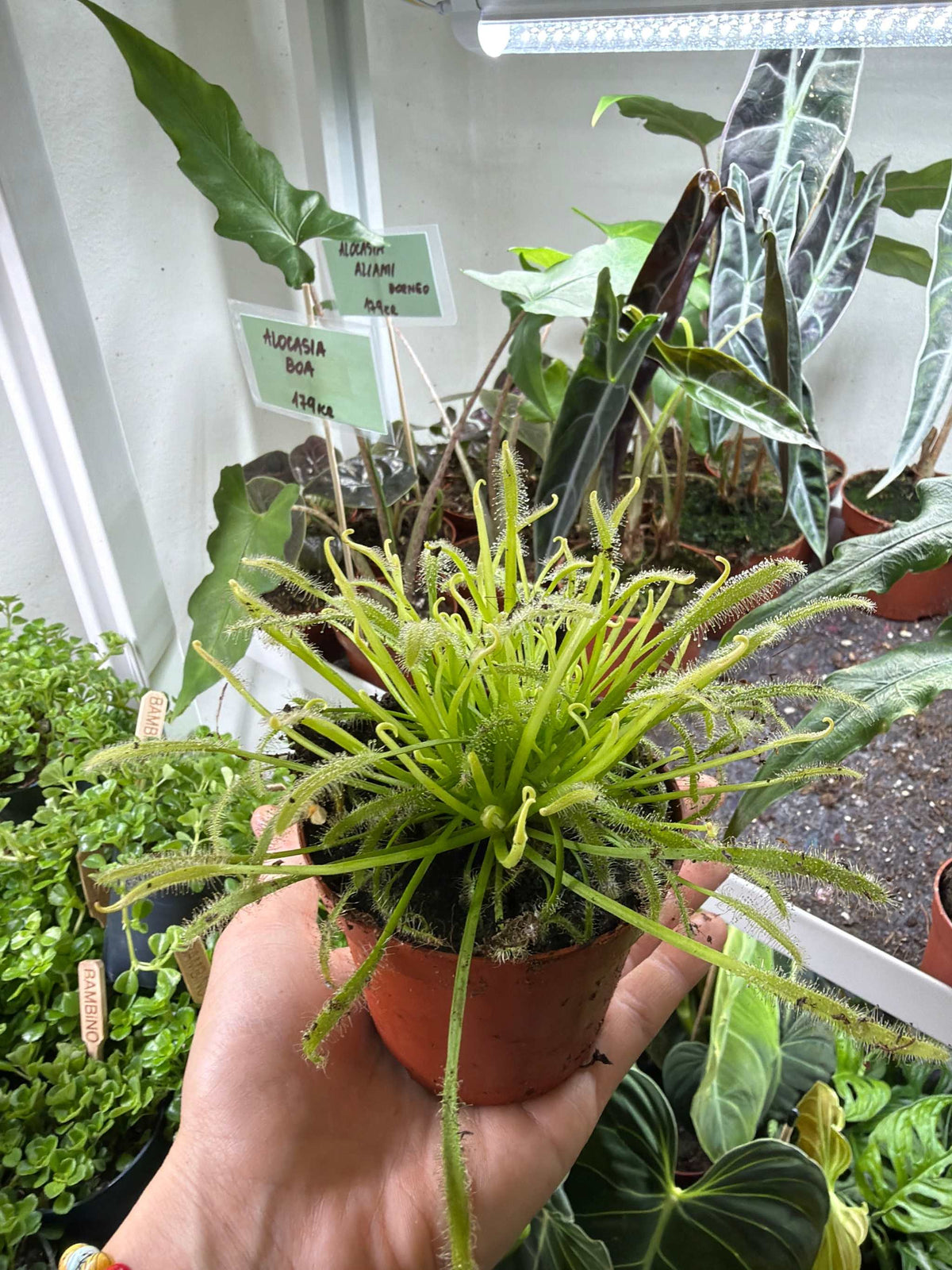 Drosera capensis ‚alba’