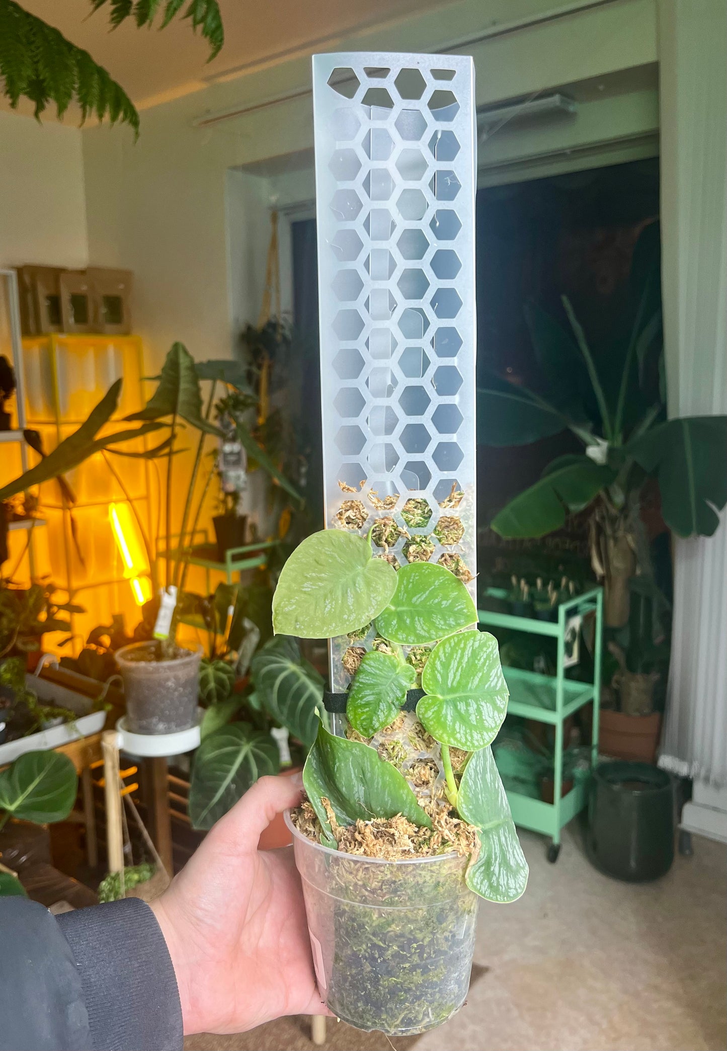 Monstera dubia