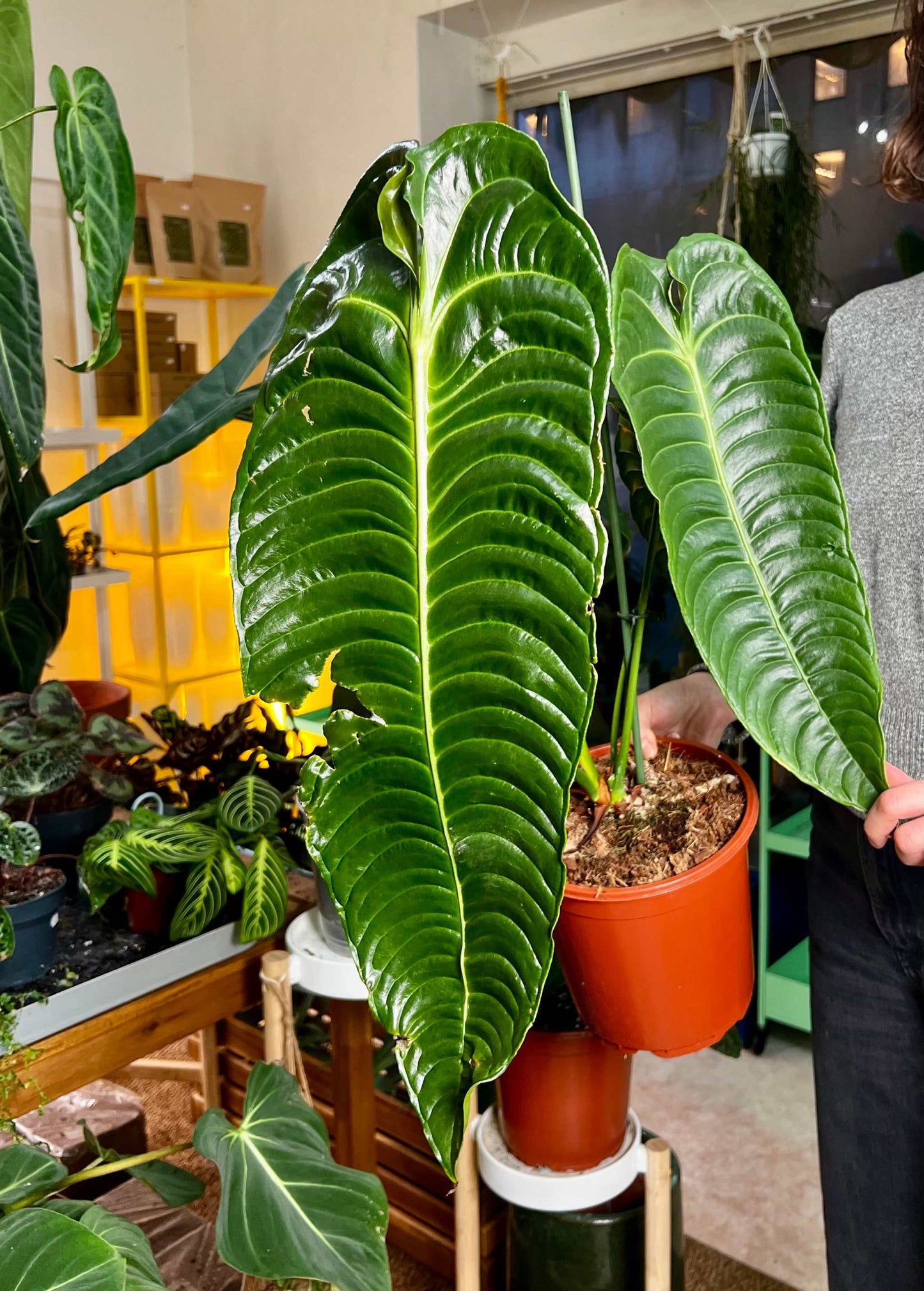 Anthurium veitchii