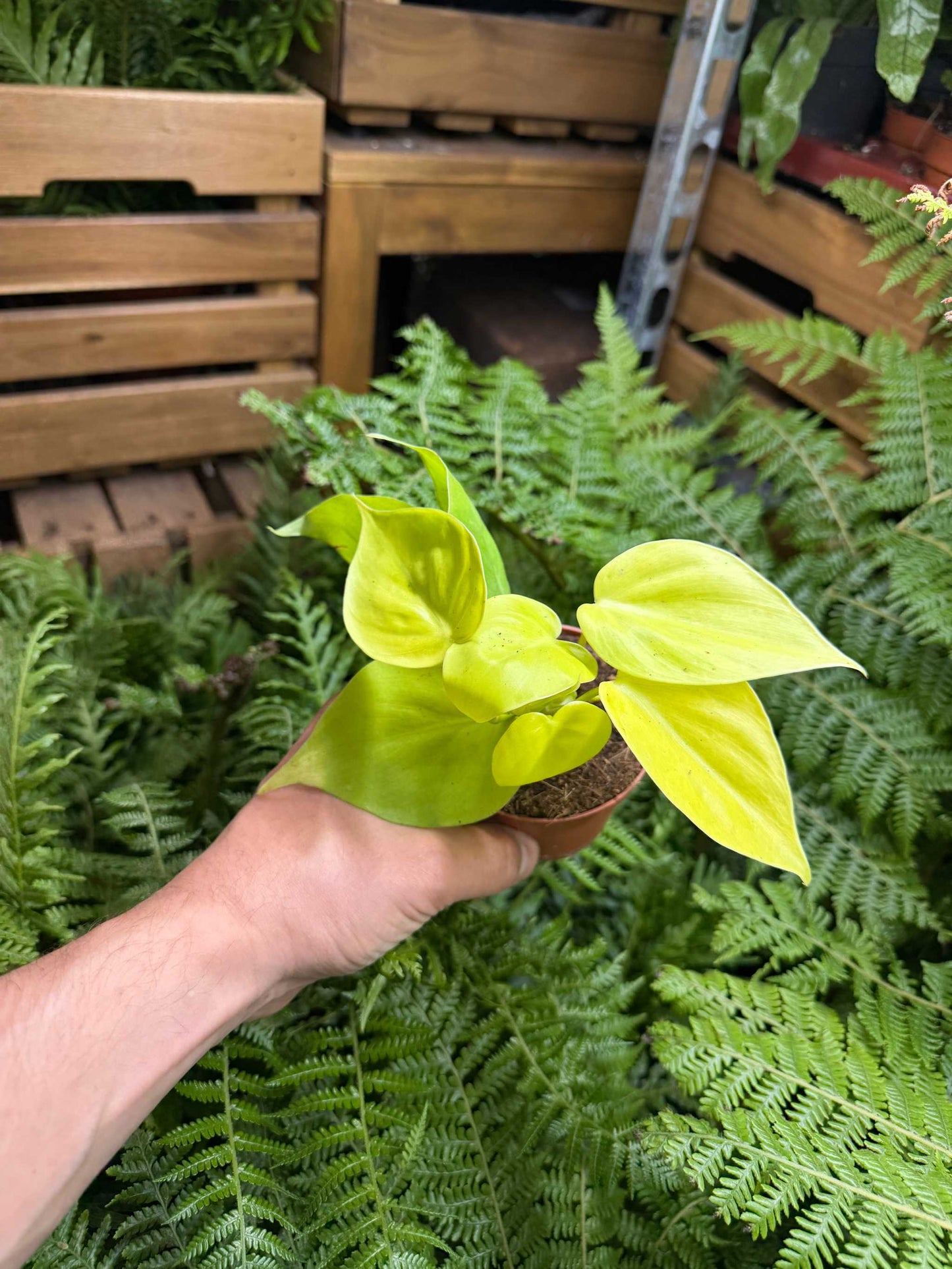 Philodendron hederaceum 'Lemon Lime'