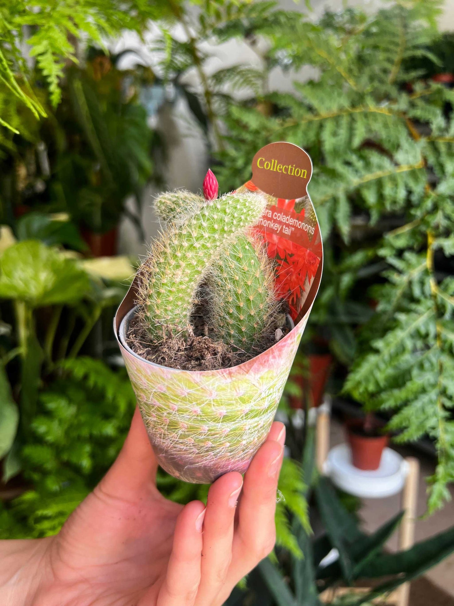 Hildewintera colademononis - Apsvans Kaktus