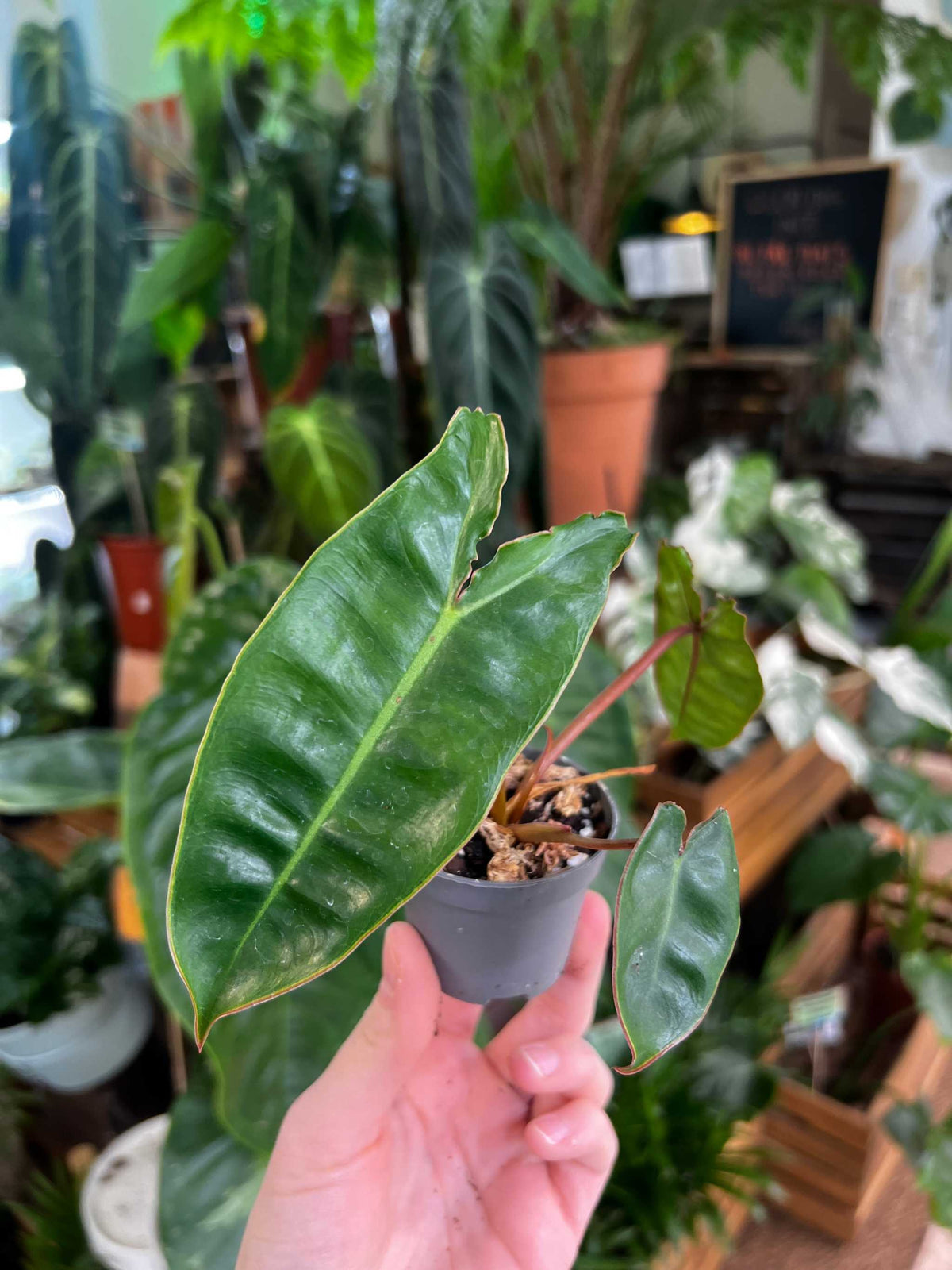 Philodendron billietiae