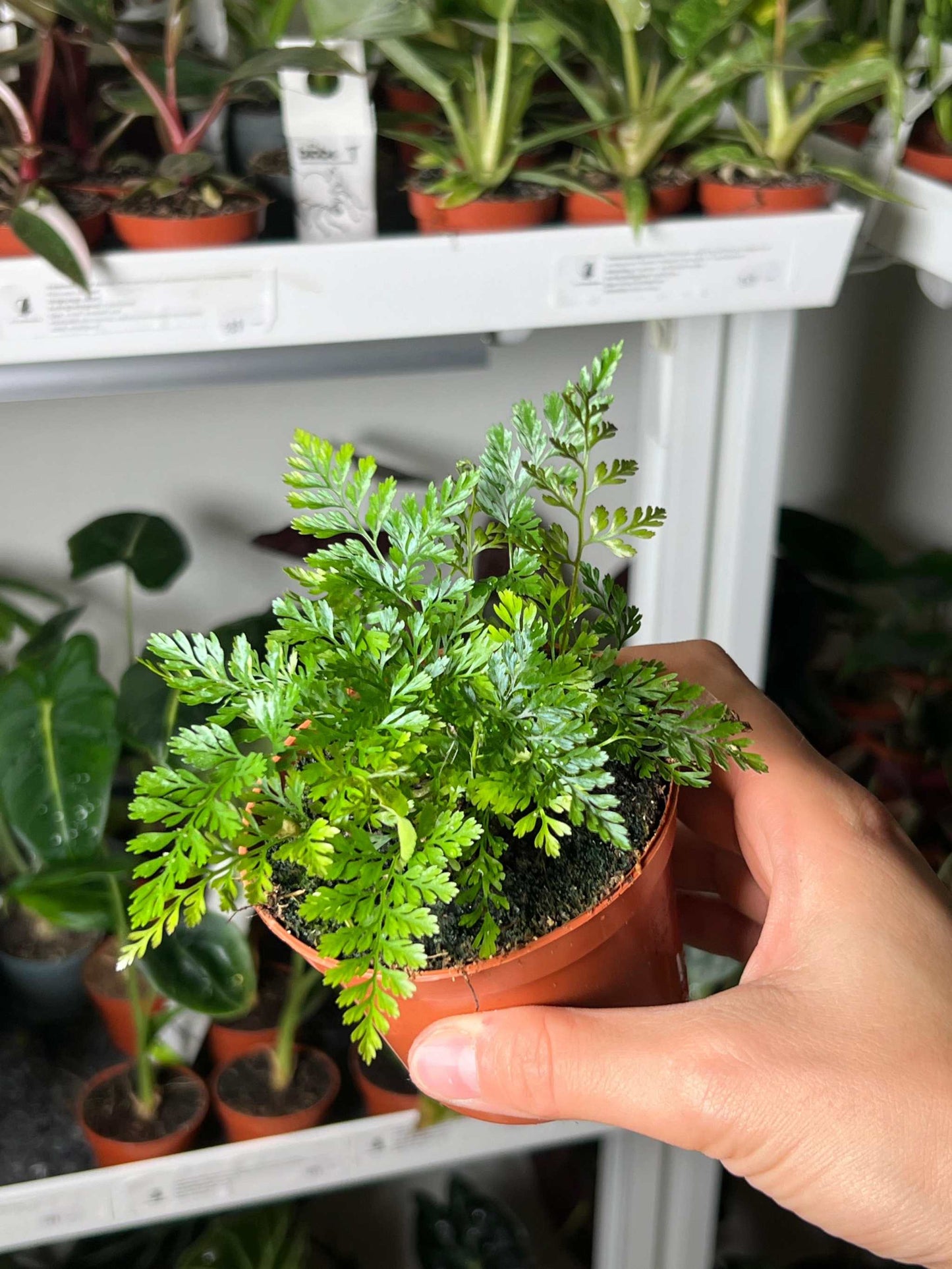 Humata tyermannii 'Spindelbräken'