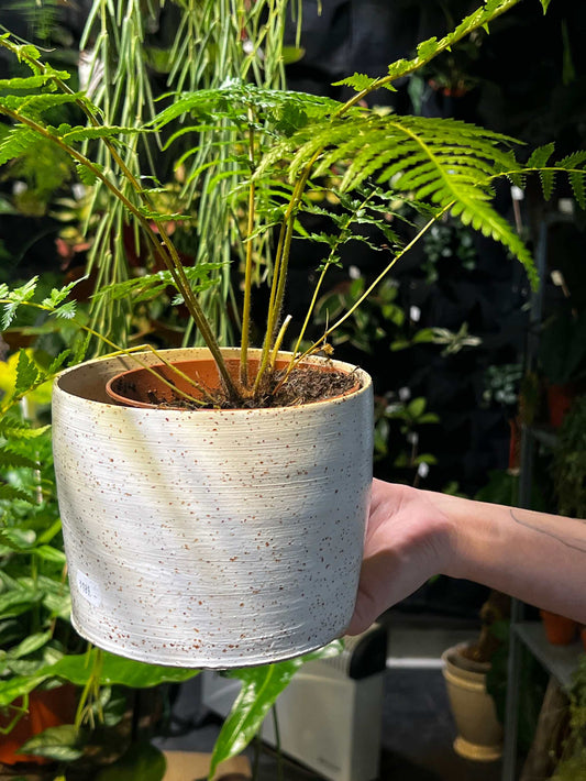 Pot Freckles | 14 cm