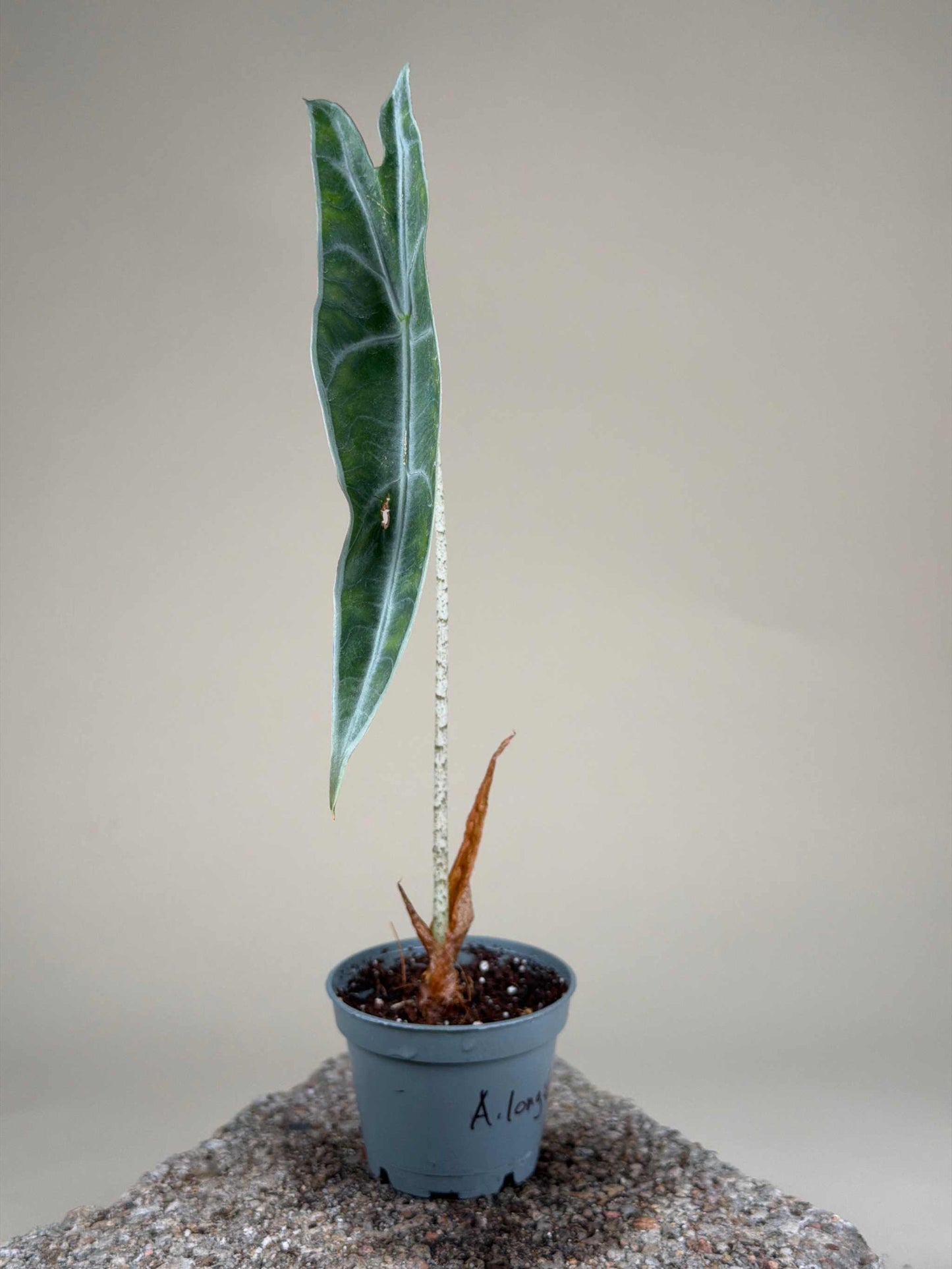 Alocasia longiloba 'purple'