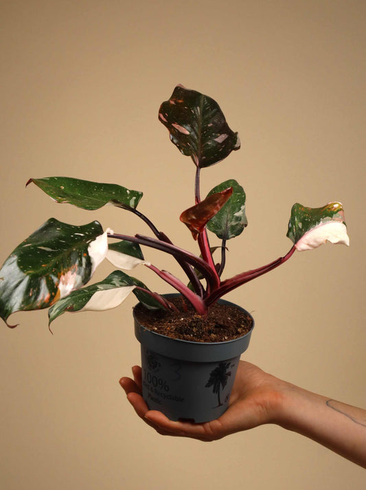Philodendron Red Anderson