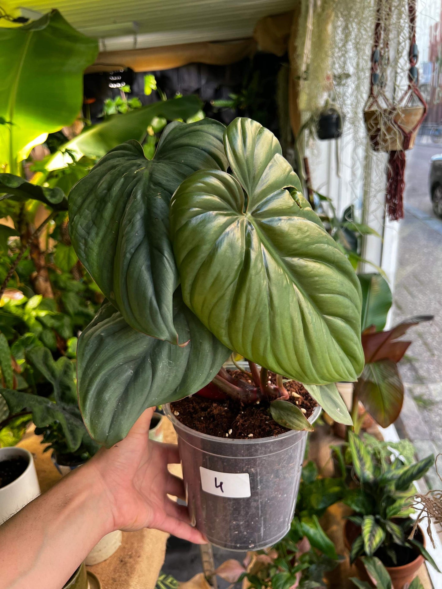Philodendron sp Colombia